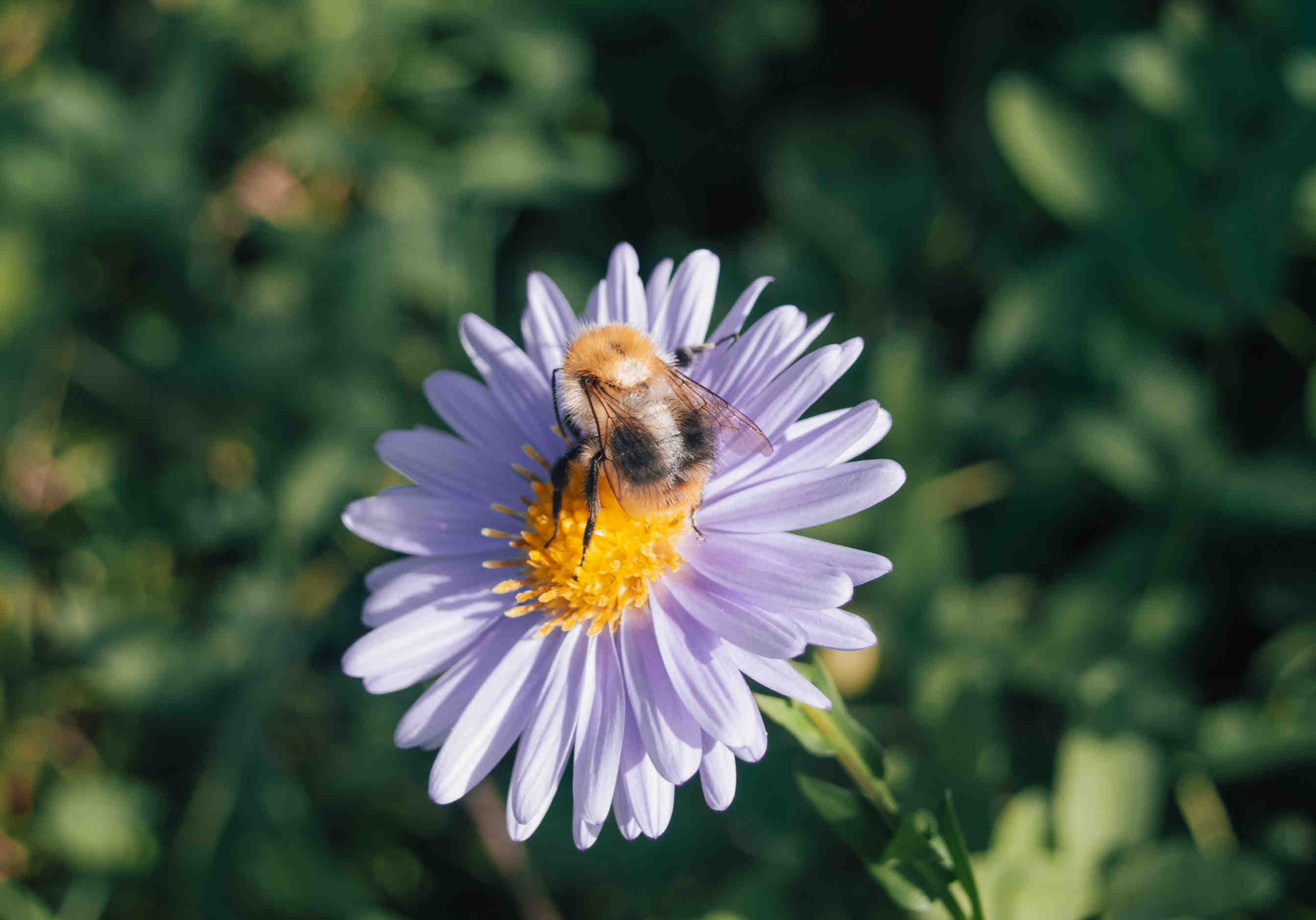 RSE y 3Bee, comienza un camino hacia la sostenibilidad