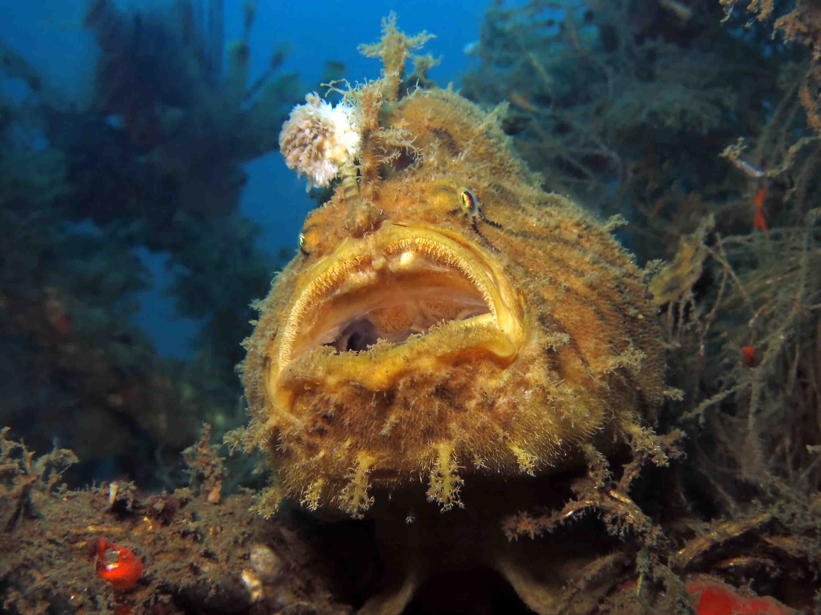 Parassitismo sessuale: il caso della rana pescatrice