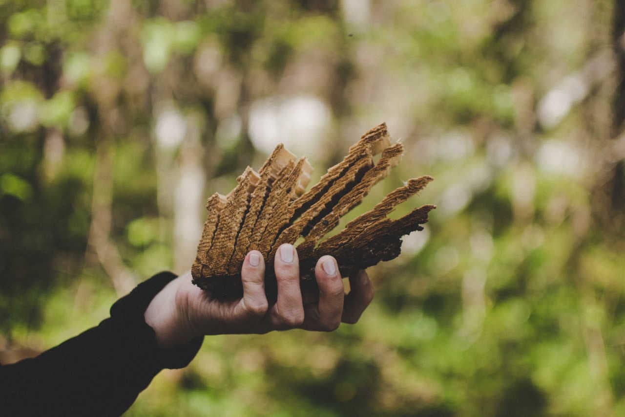Percezione dei rischi ambientali: a che punto sono biodiversità e clima?