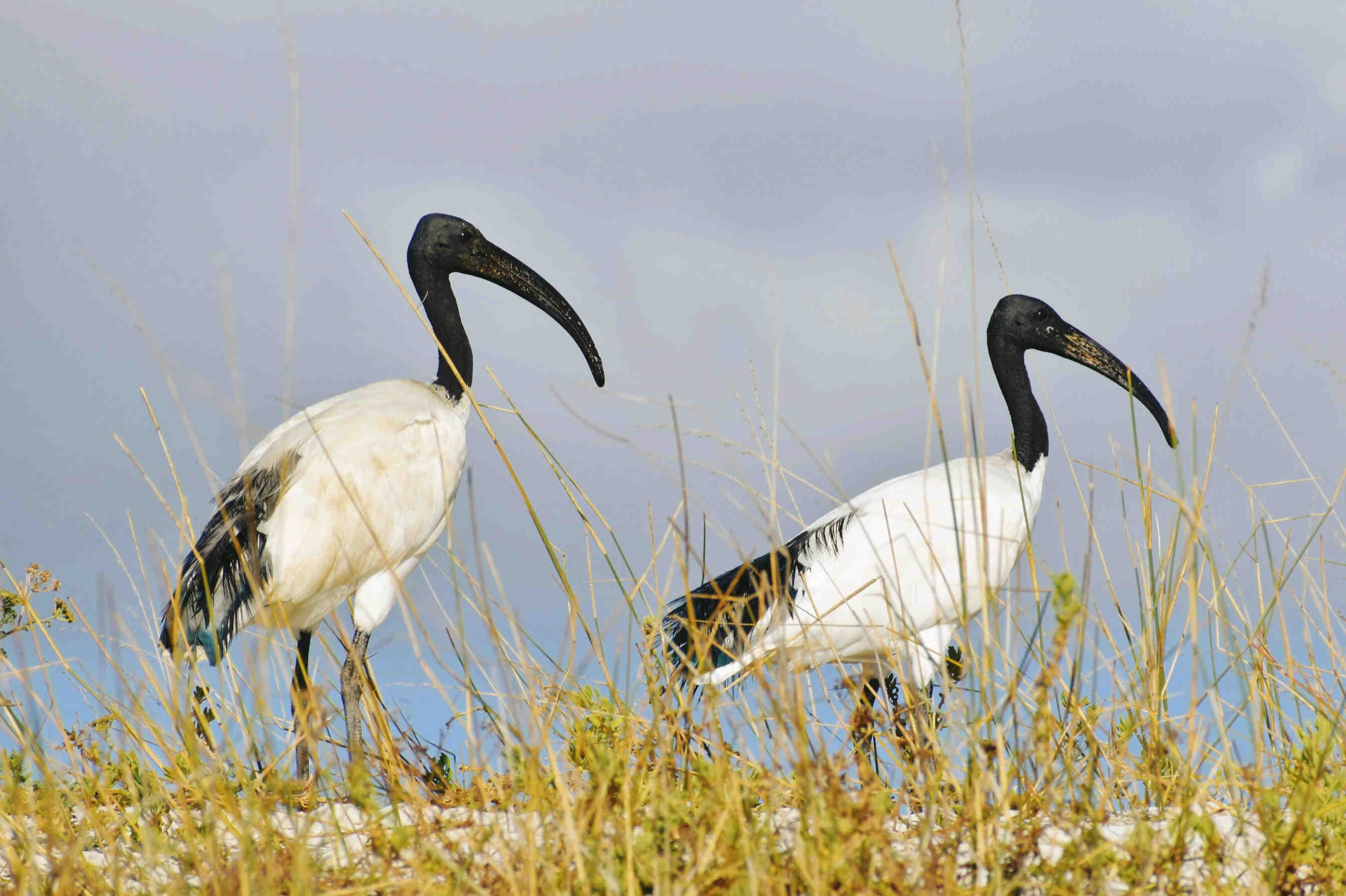 L'Ibis sacro in Italia: specie aliena invasiva e impatto