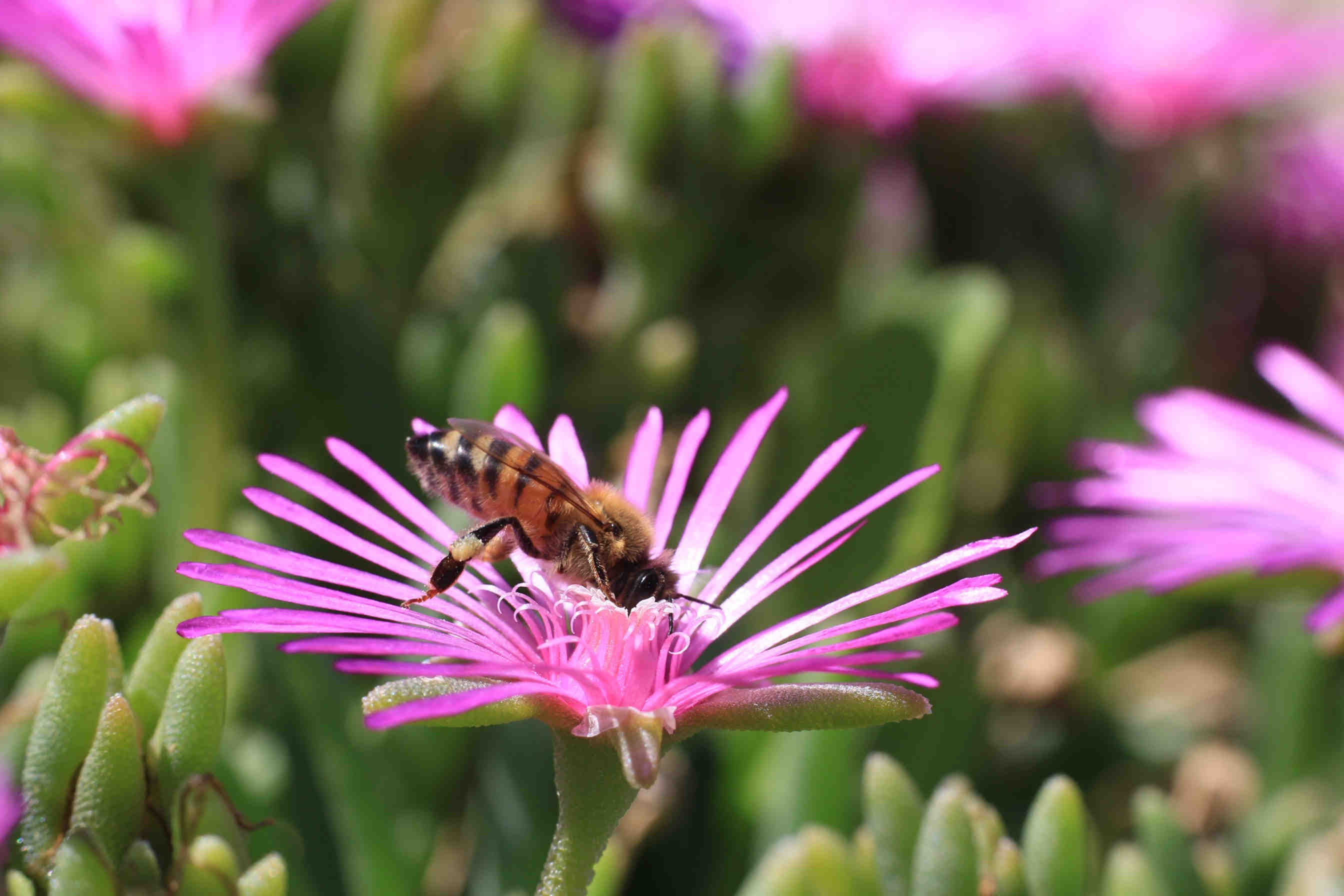 apis mellifera