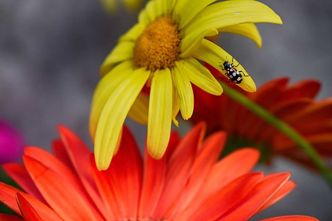 fiore insetto