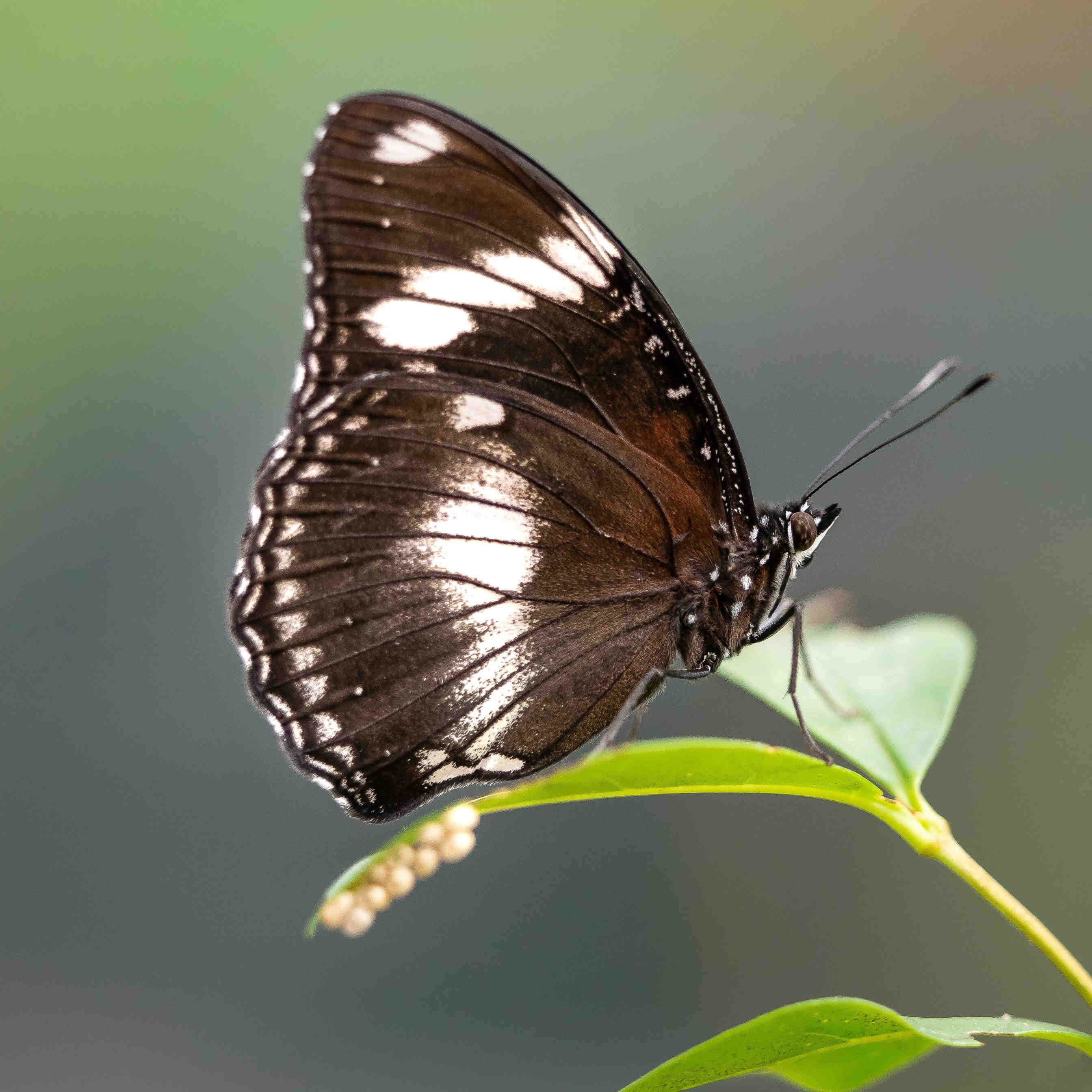 farfalla uova
