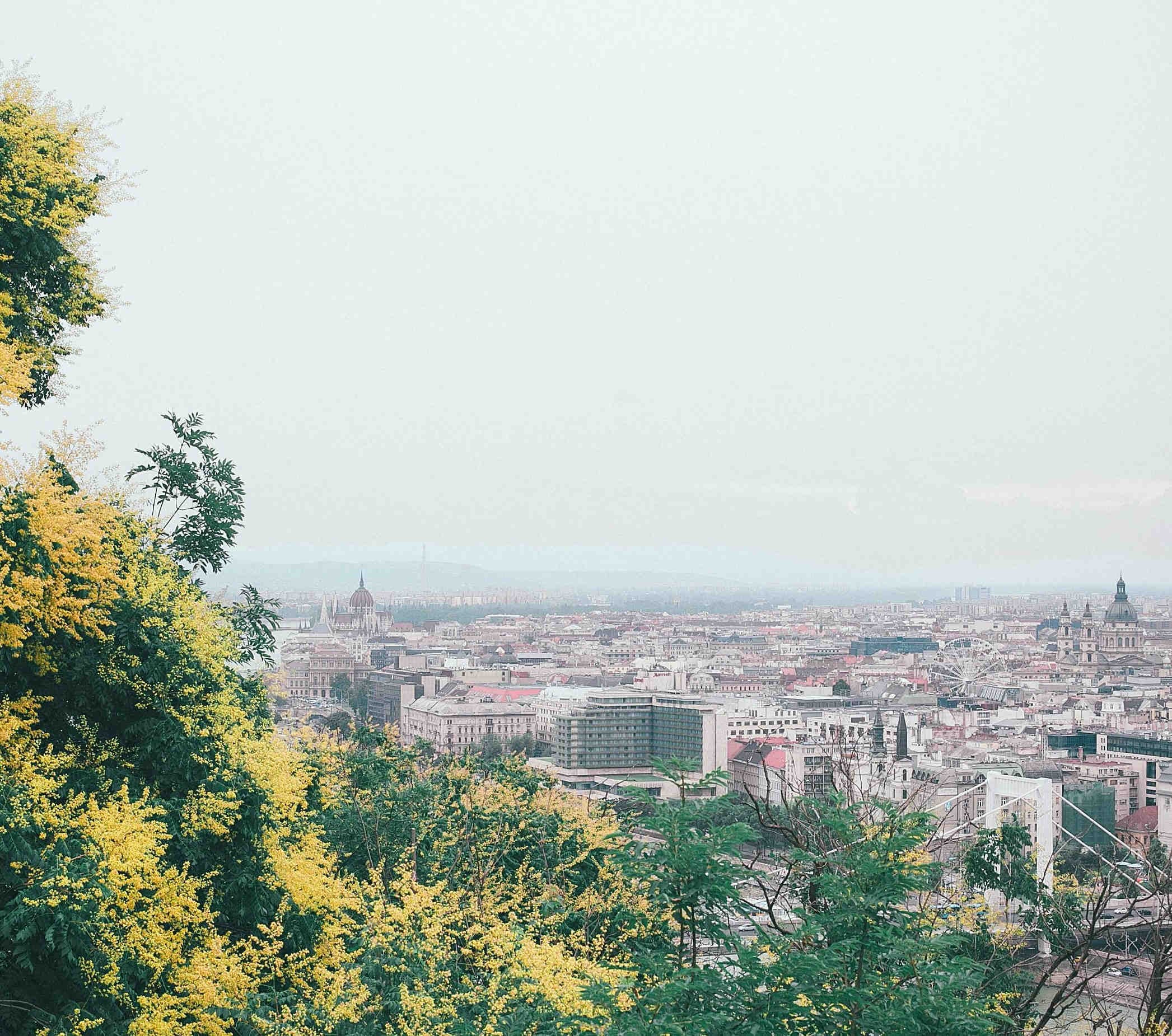 Trees foreground, city background