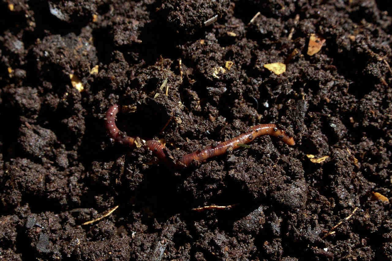 Regenwürmer: lebenswichtig für Boden, Pflanzen- und Tierwelt