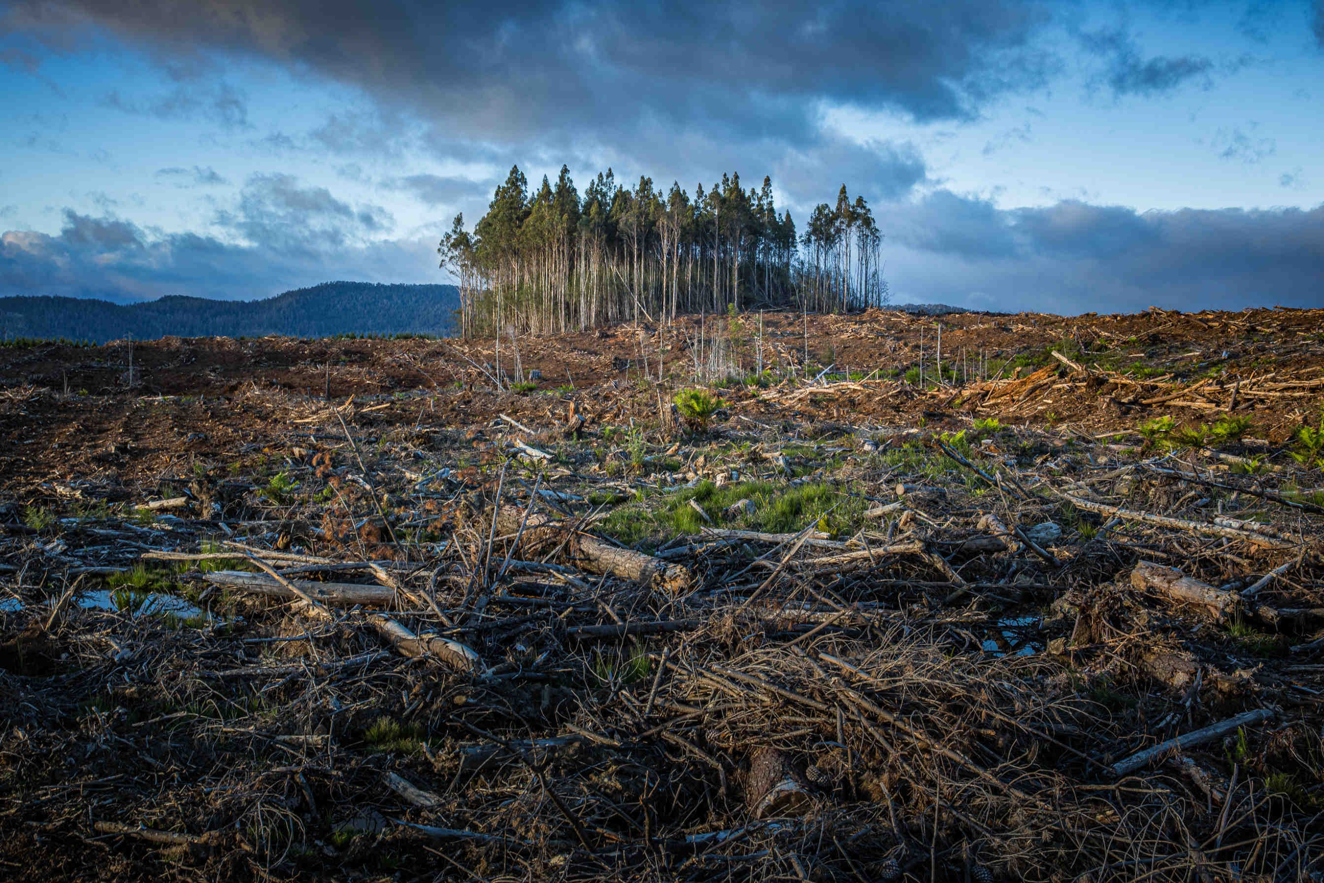 Extremwetterereignisse Biodiversität