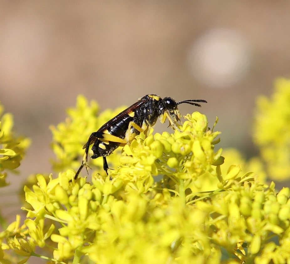 Black wasp on yellow flowers