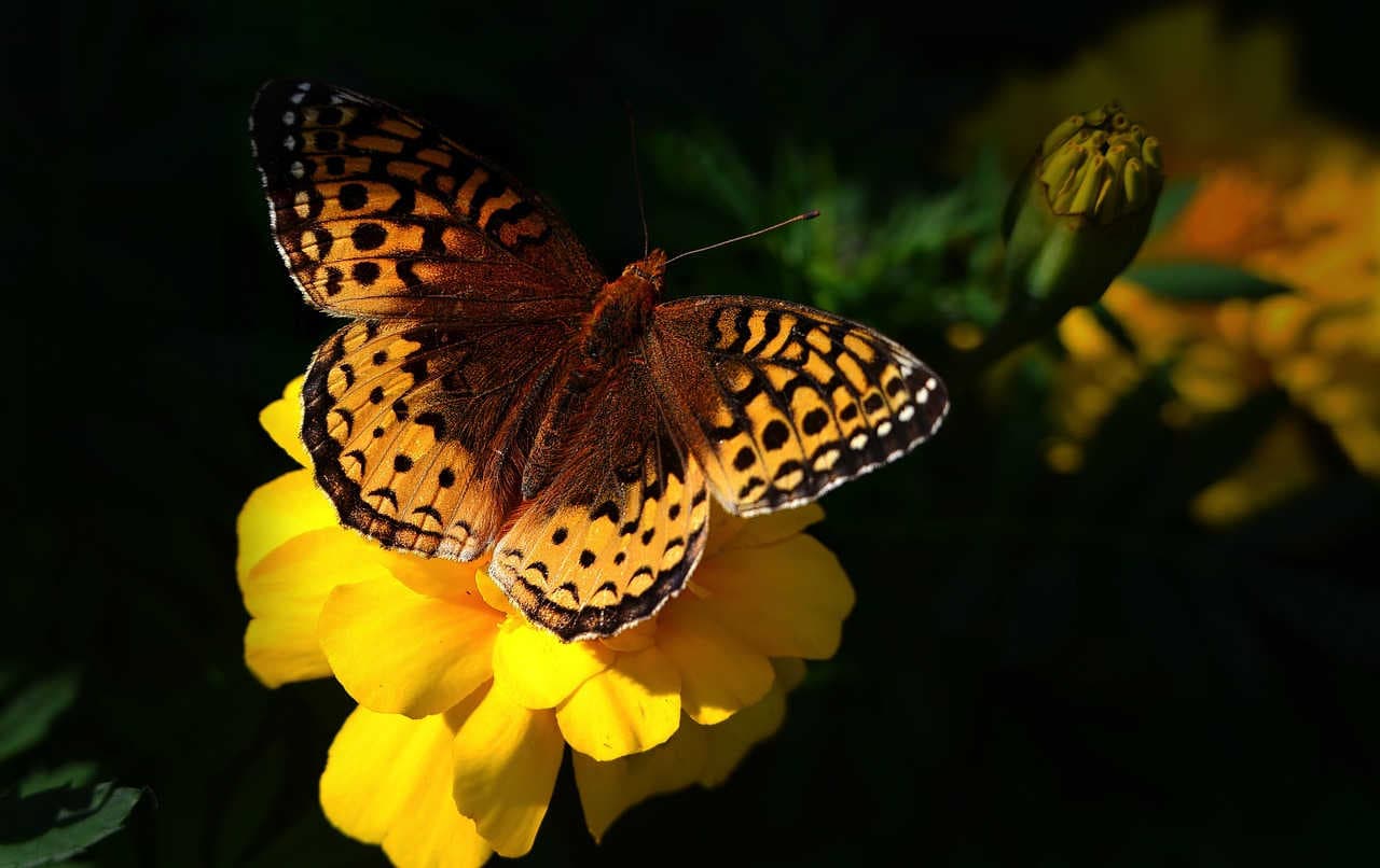 La biodiversità per salvaguardare l'ecosistema