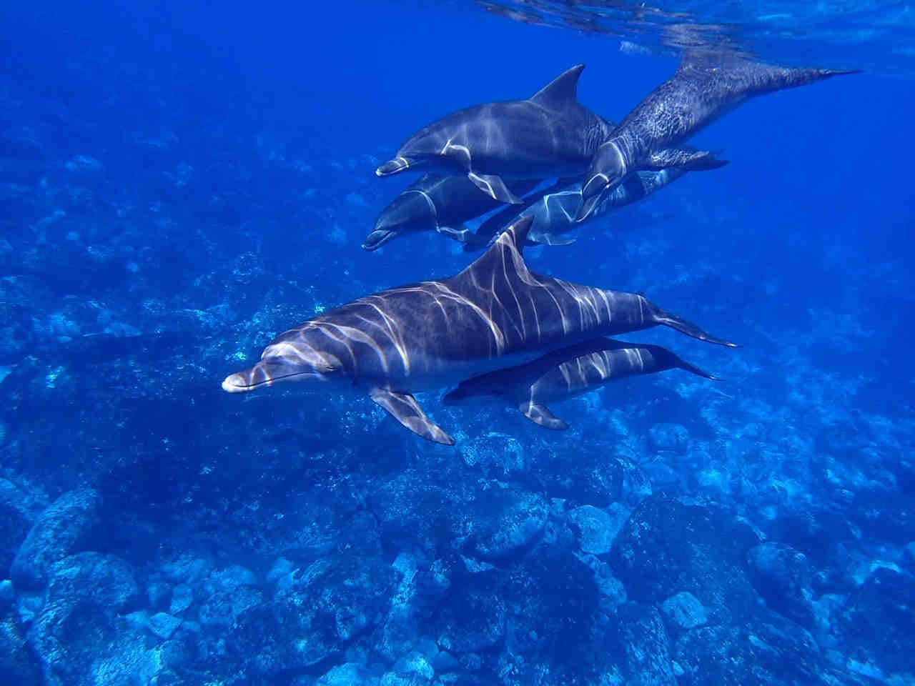 gruppo di delfini