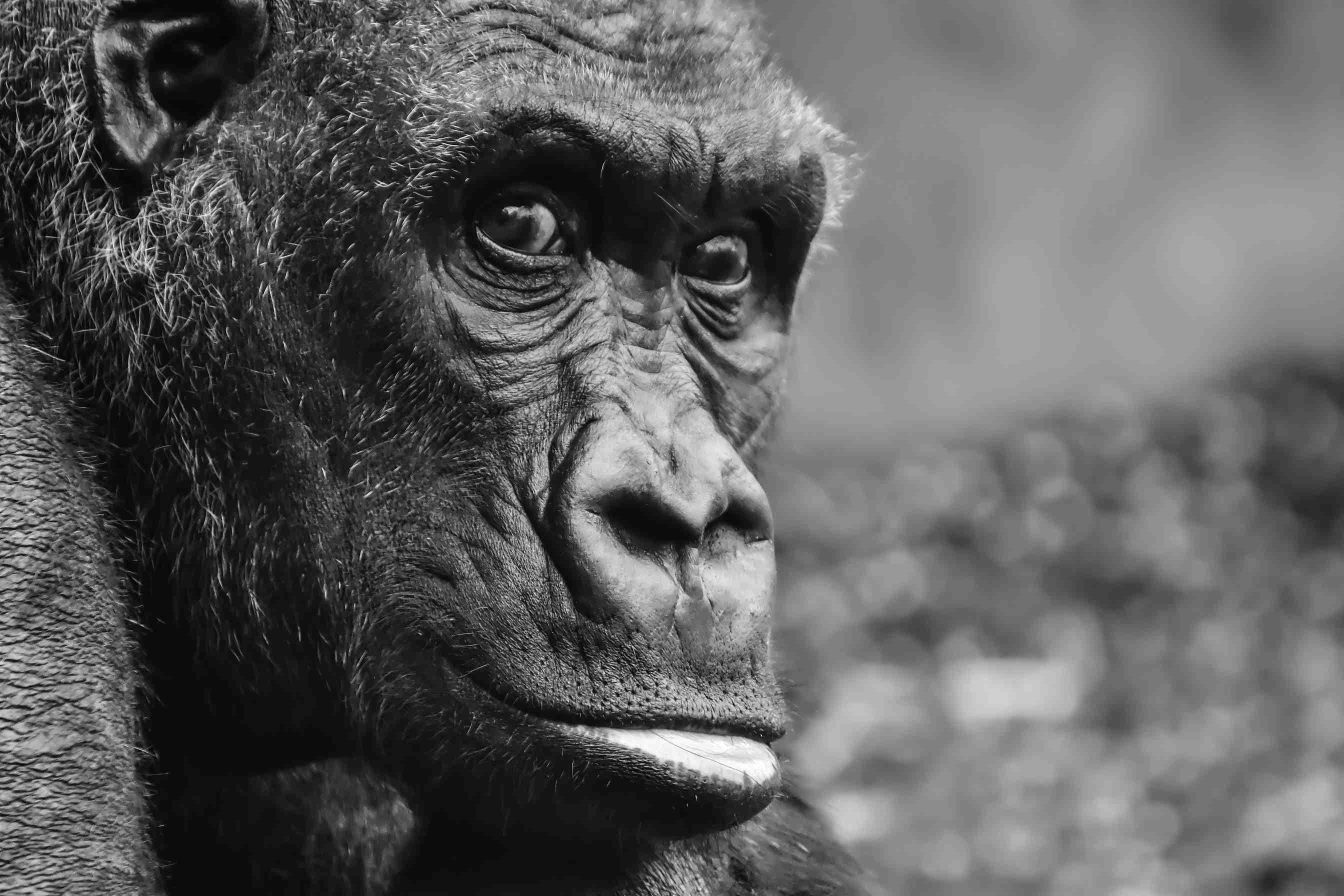 Gorilla