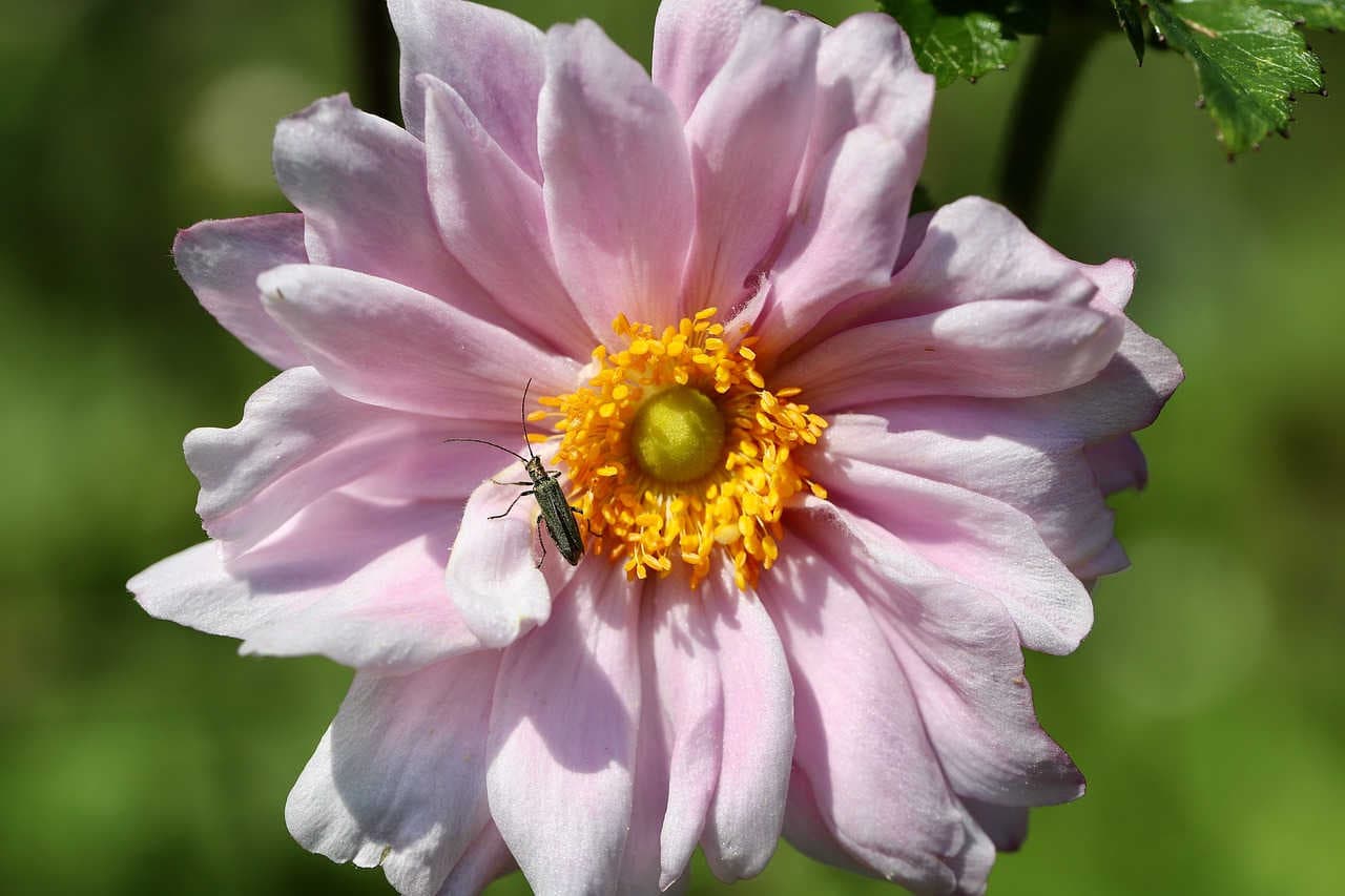 Oedemeridae