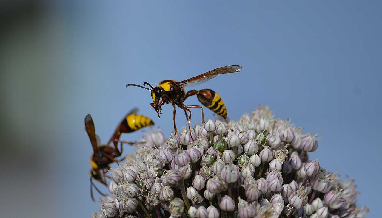vespa_eumeninae