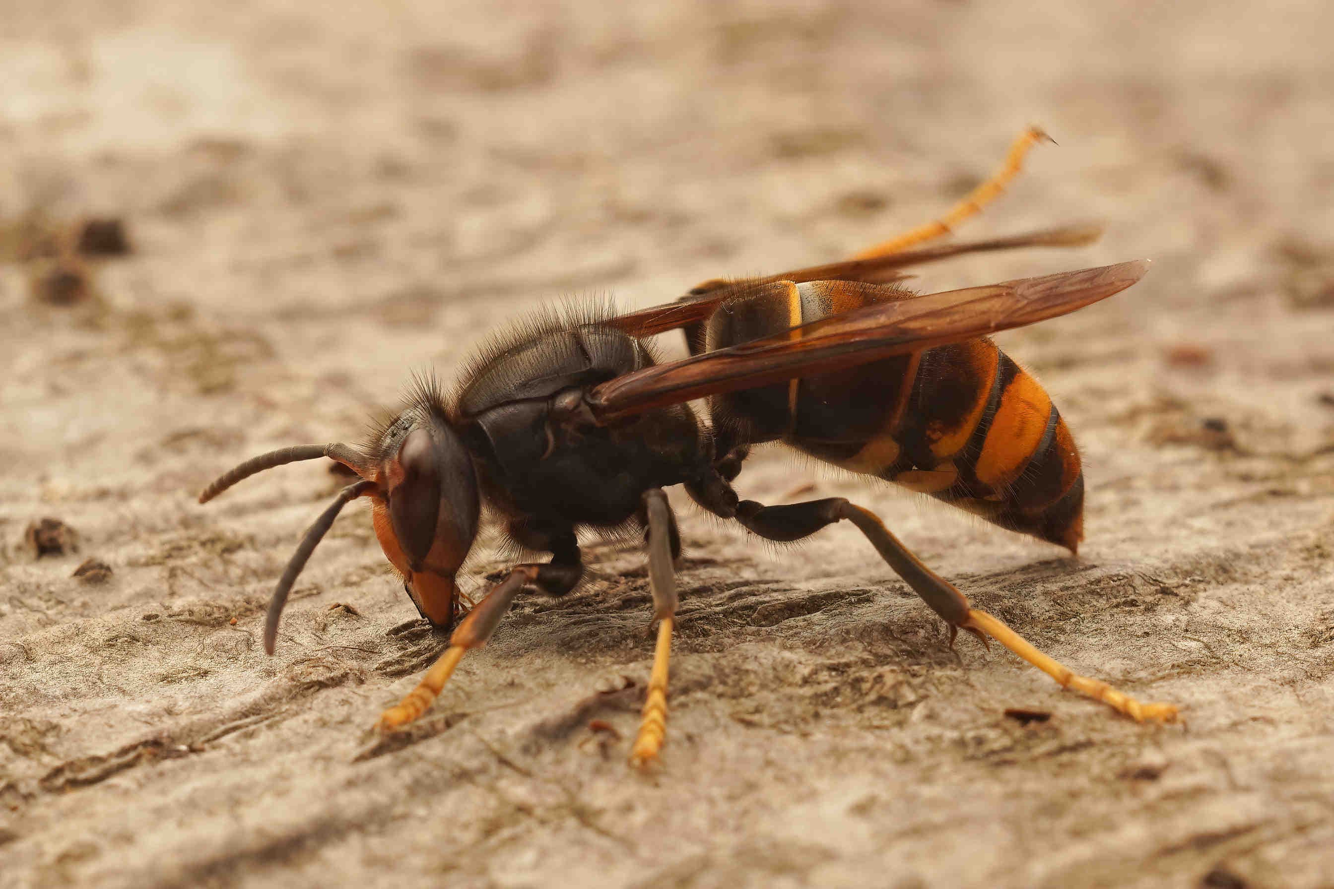 vespa velutina