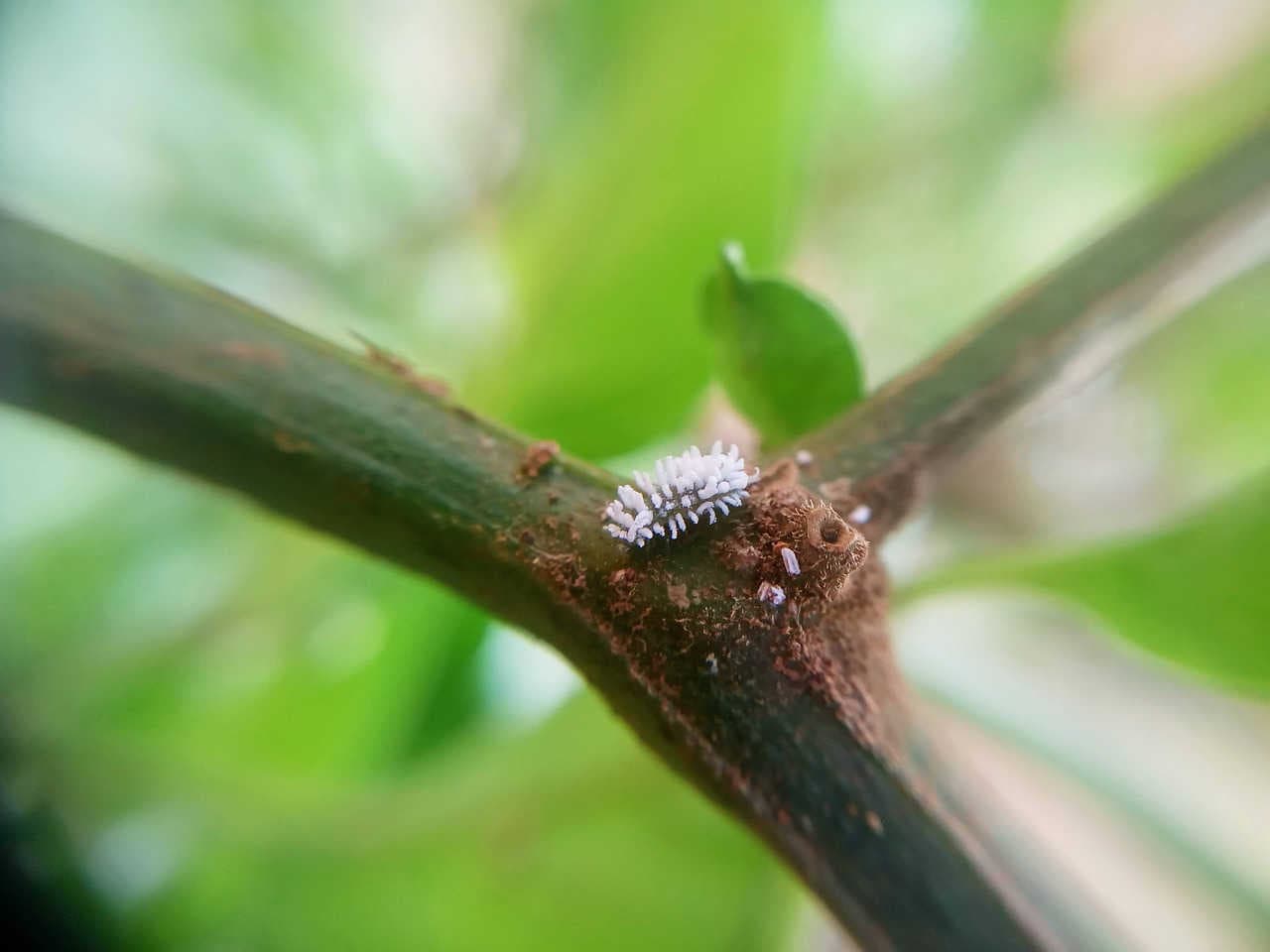 Le cocciniglie: caratteristiche biologiche e biocontrollo