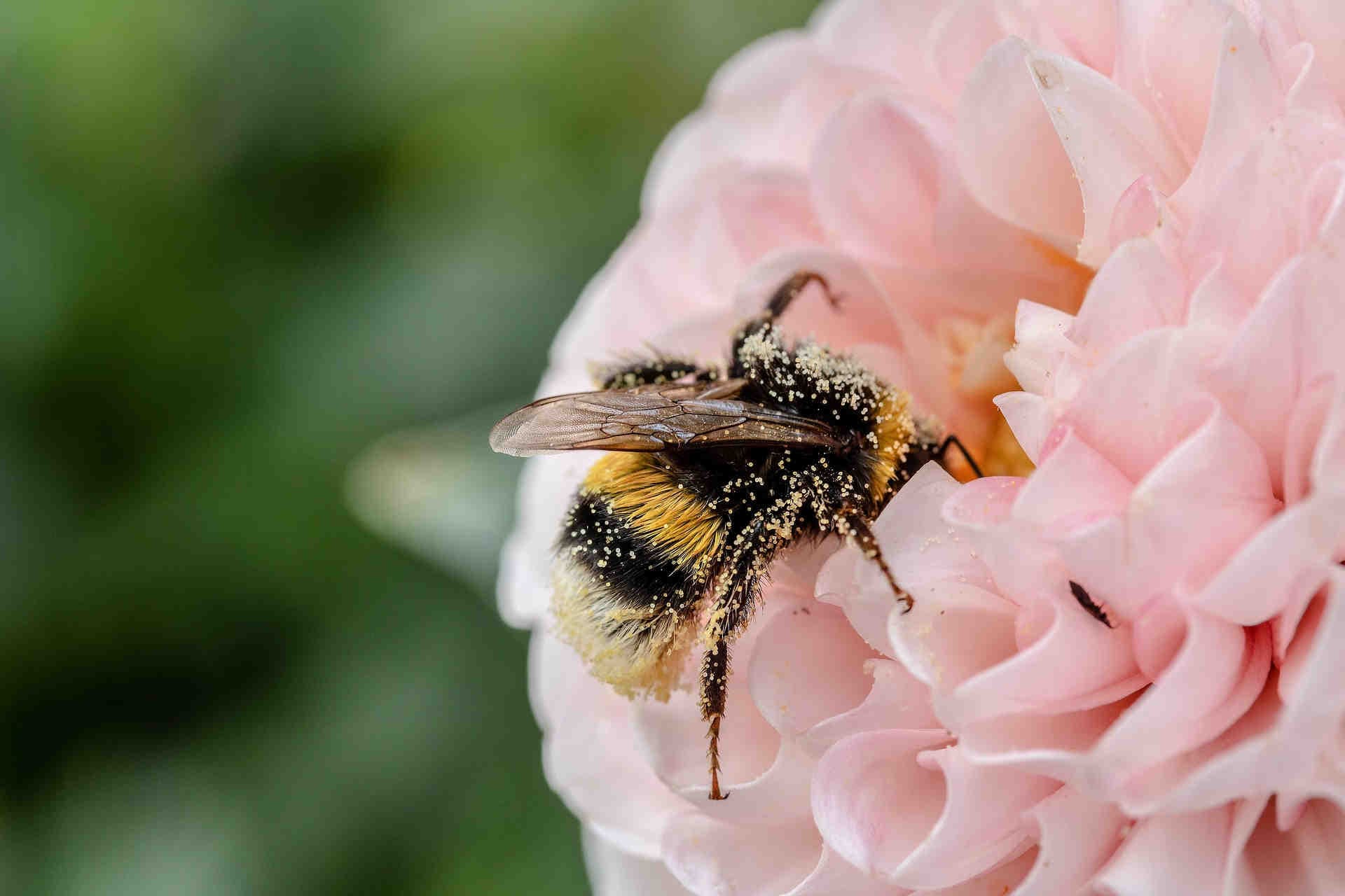Bombo su fiore rosa