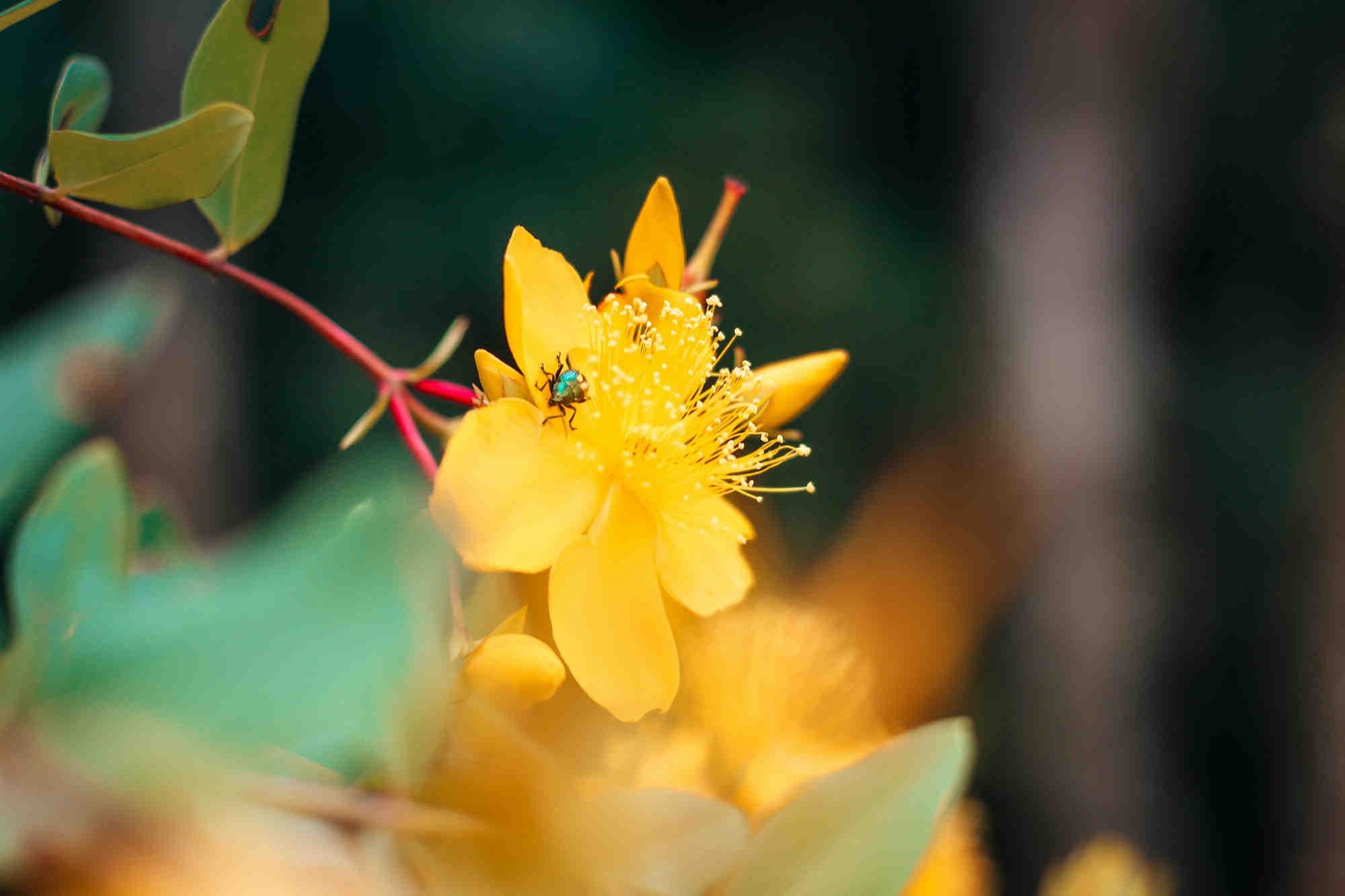 Sviluppare politiche e piani d’azione per la biodiversità