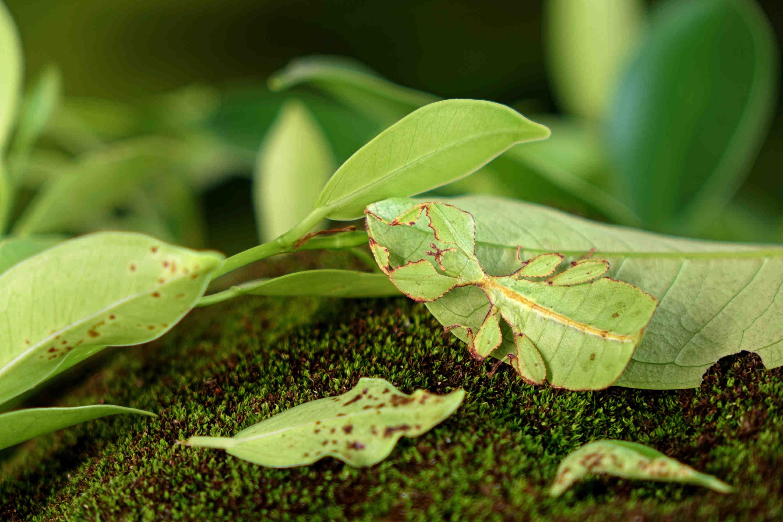 Phyllium