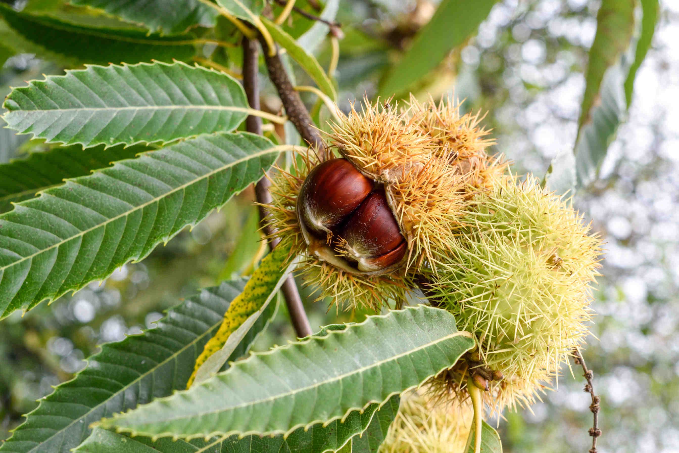 Chestnut honey: characteristics and properties