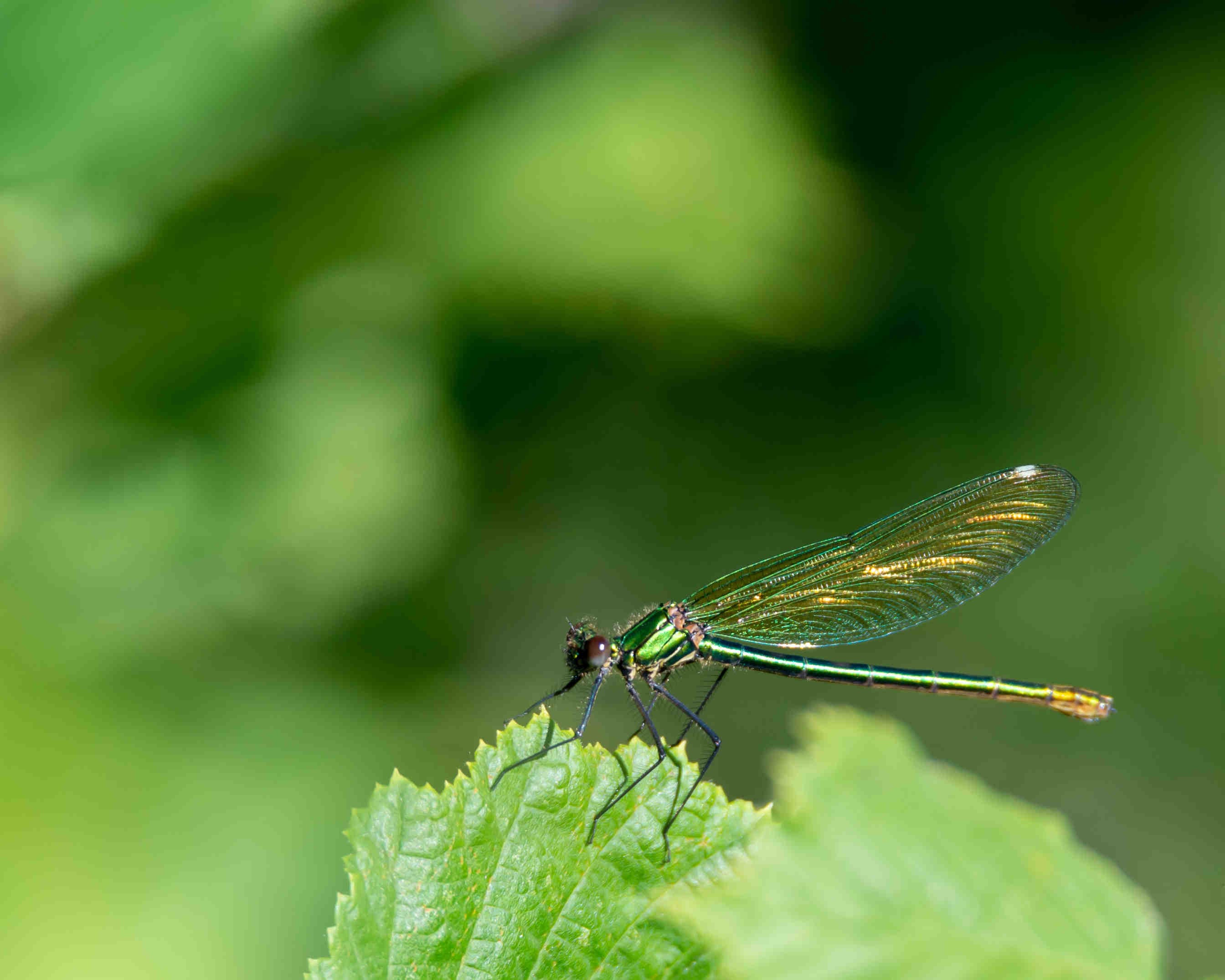 libellula