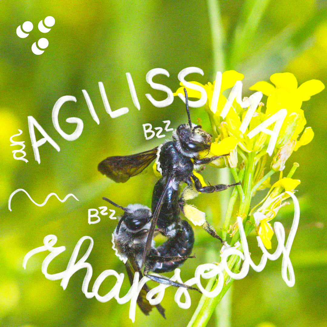 An Agilissima Rhapsody - Andrena Agilissima