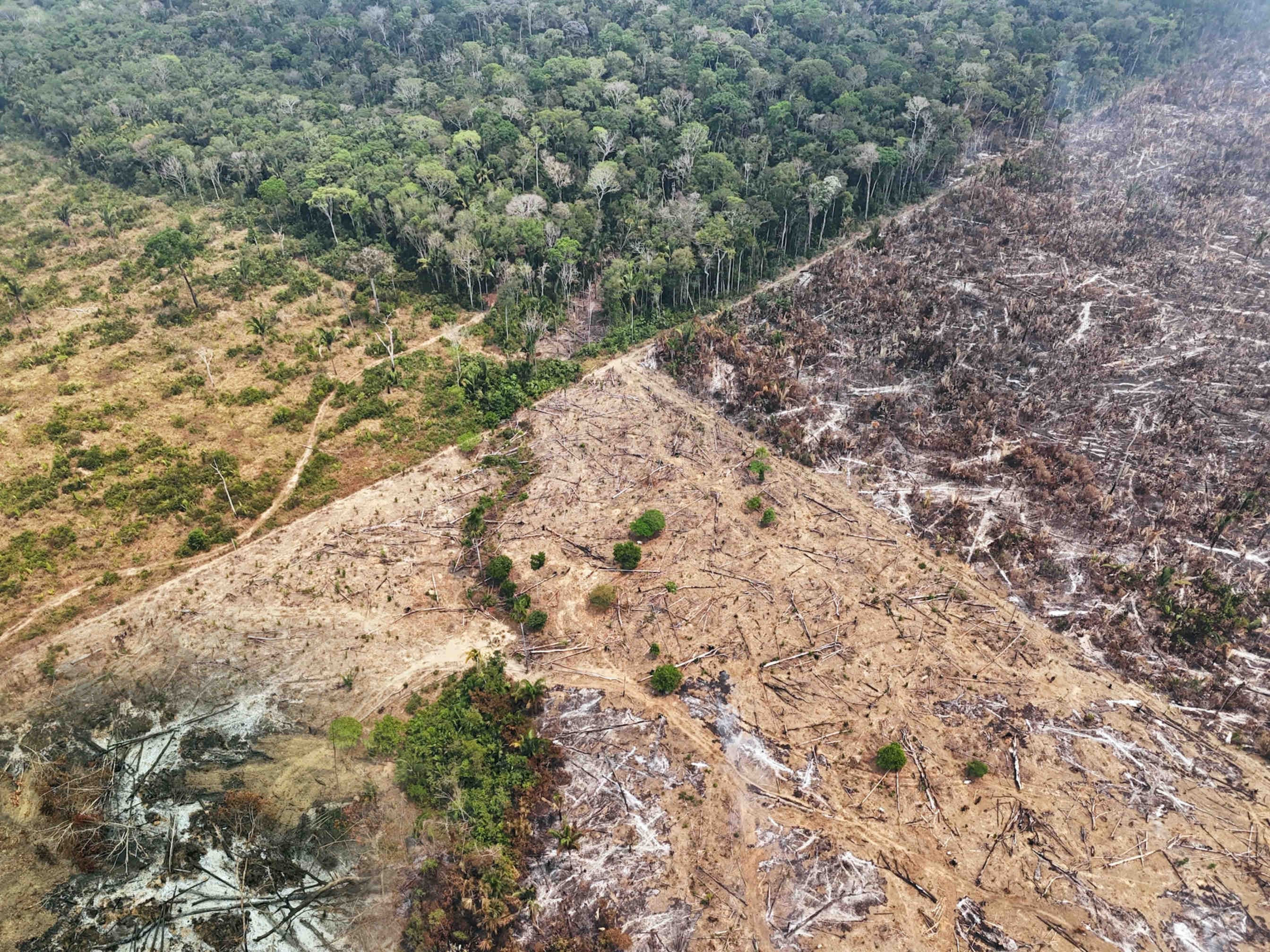 La perdità di biodiversità e il suo impatto