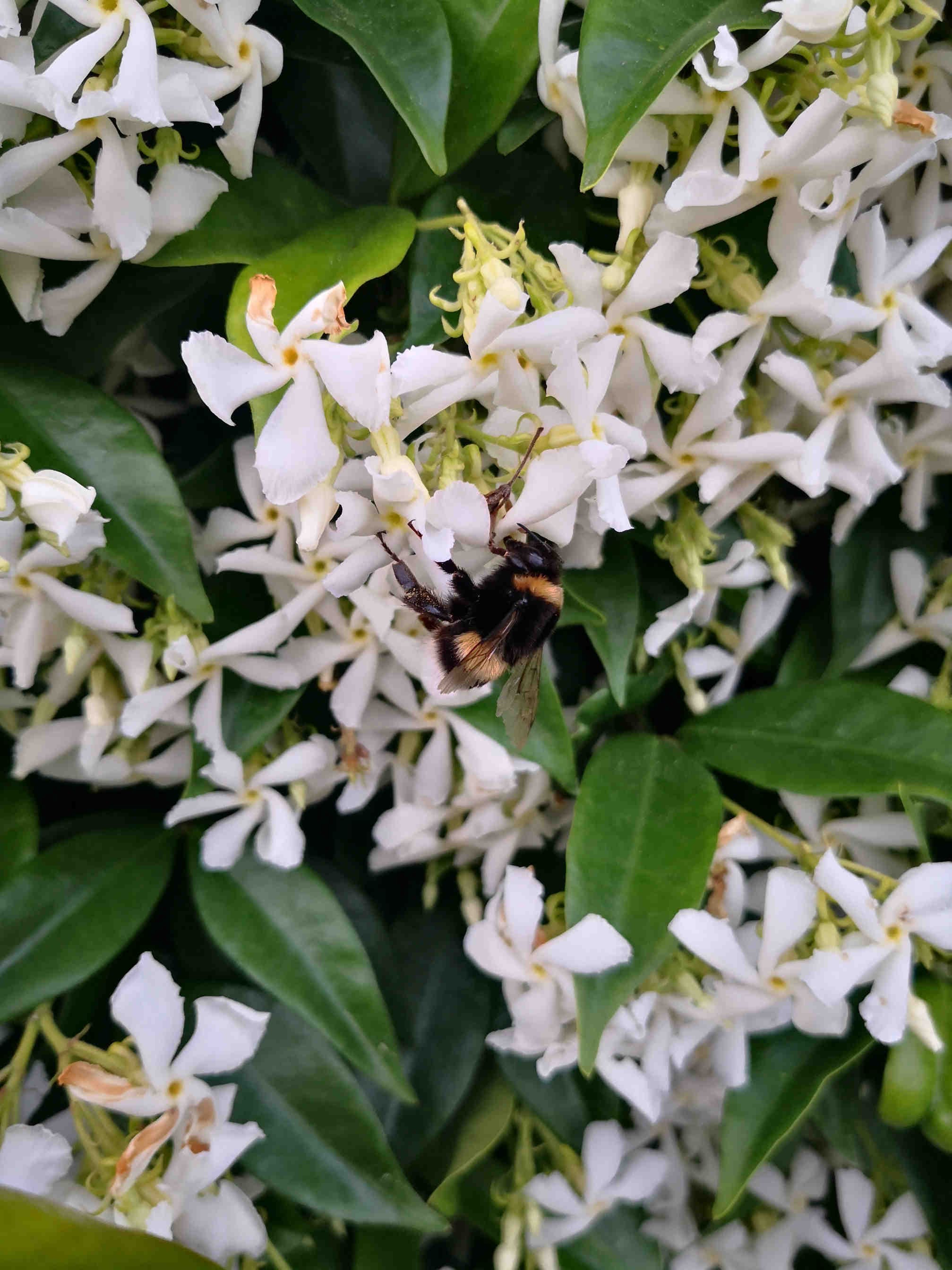 patto UE impollinatori