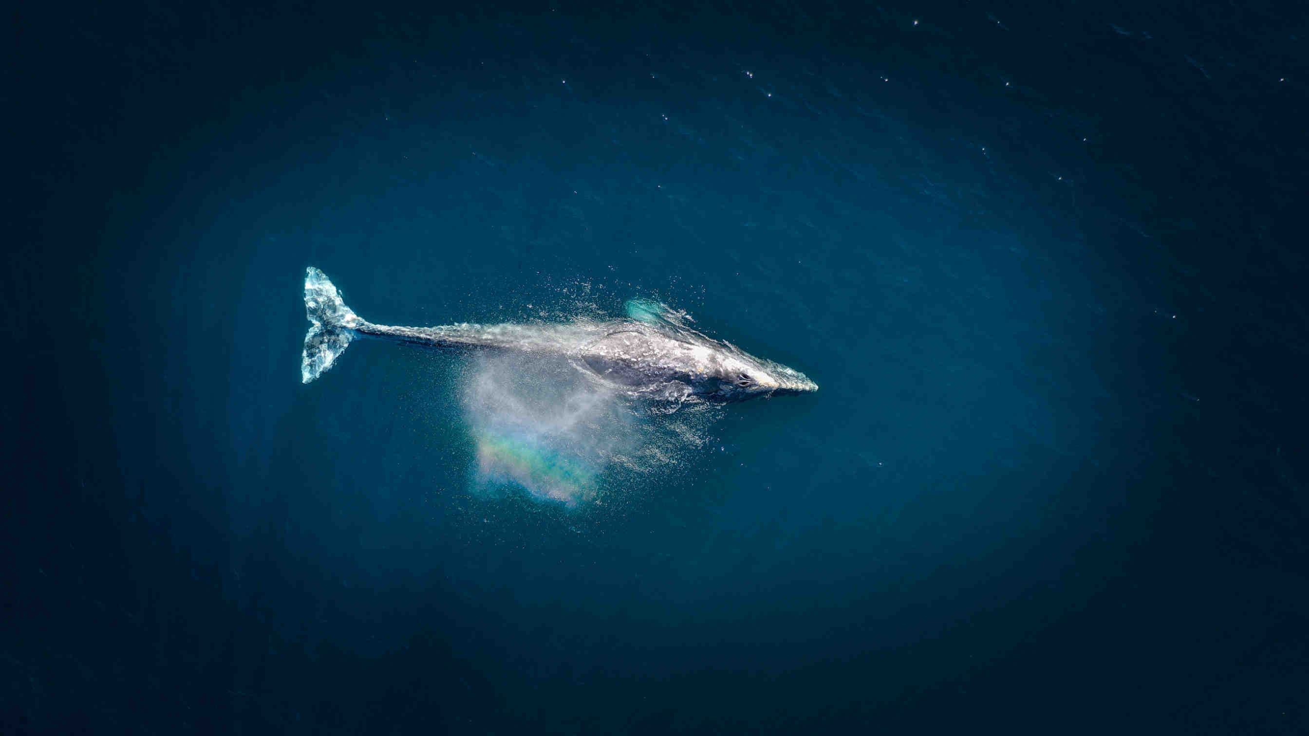 capodoglio oceano