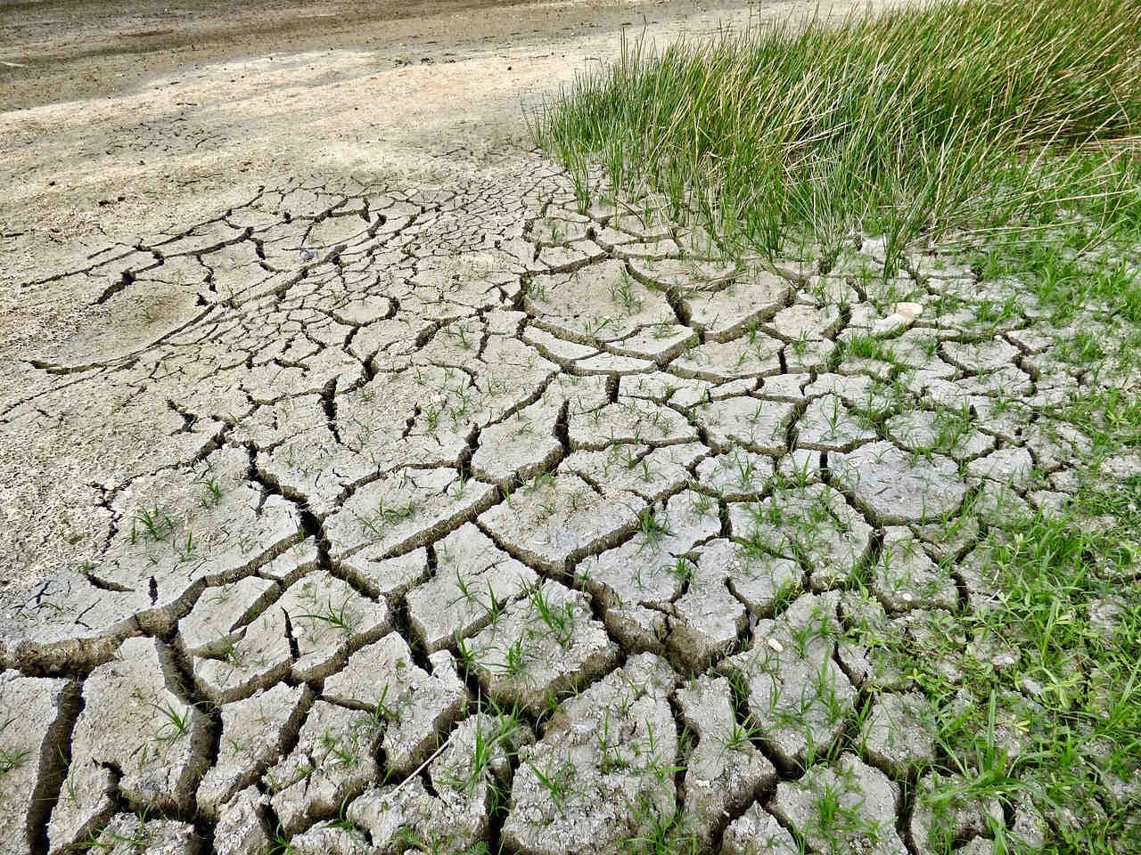 perdita biodiversità