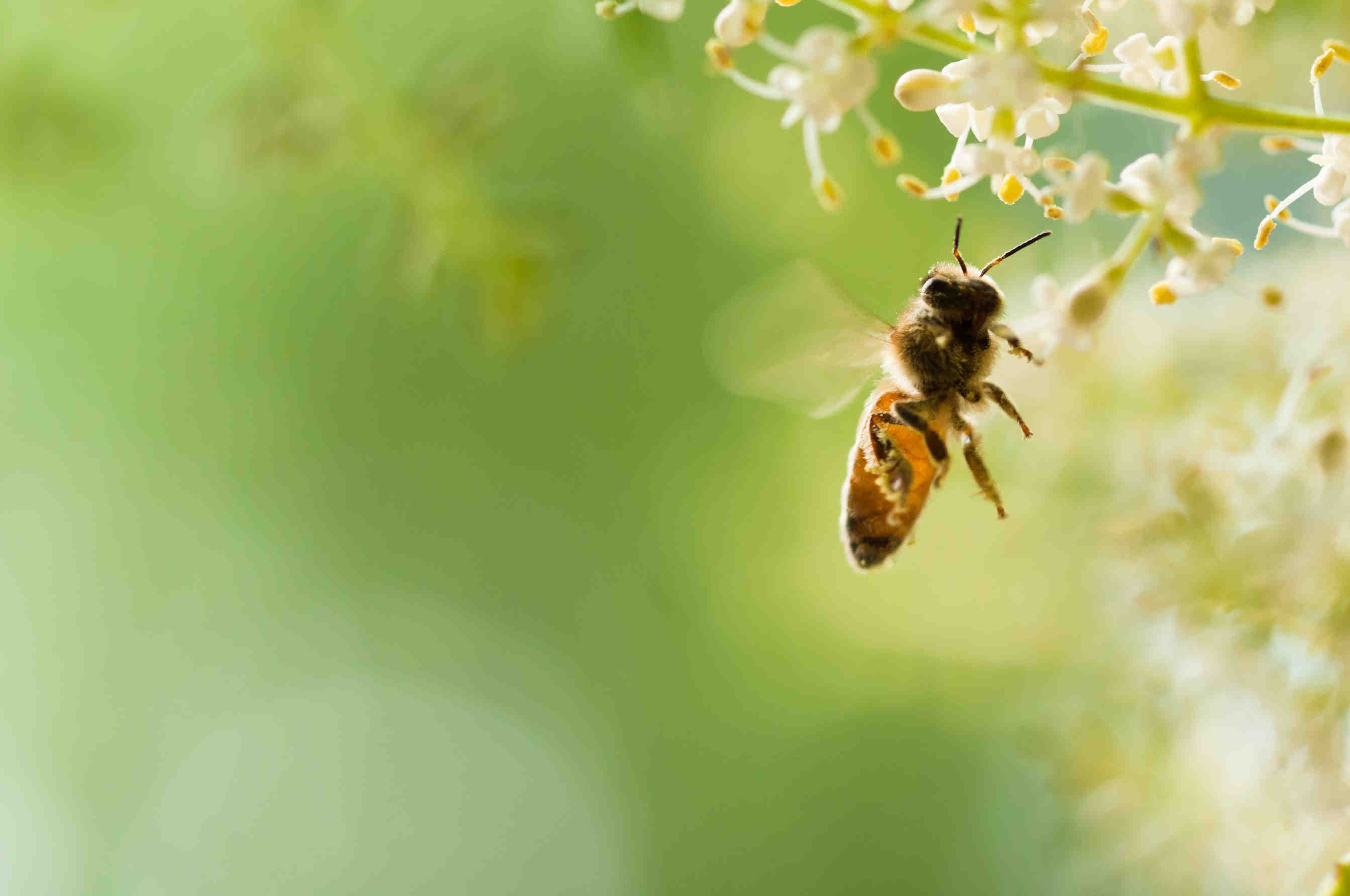 BECOME A BEE SPONSOR AND PROTECT THE BEES