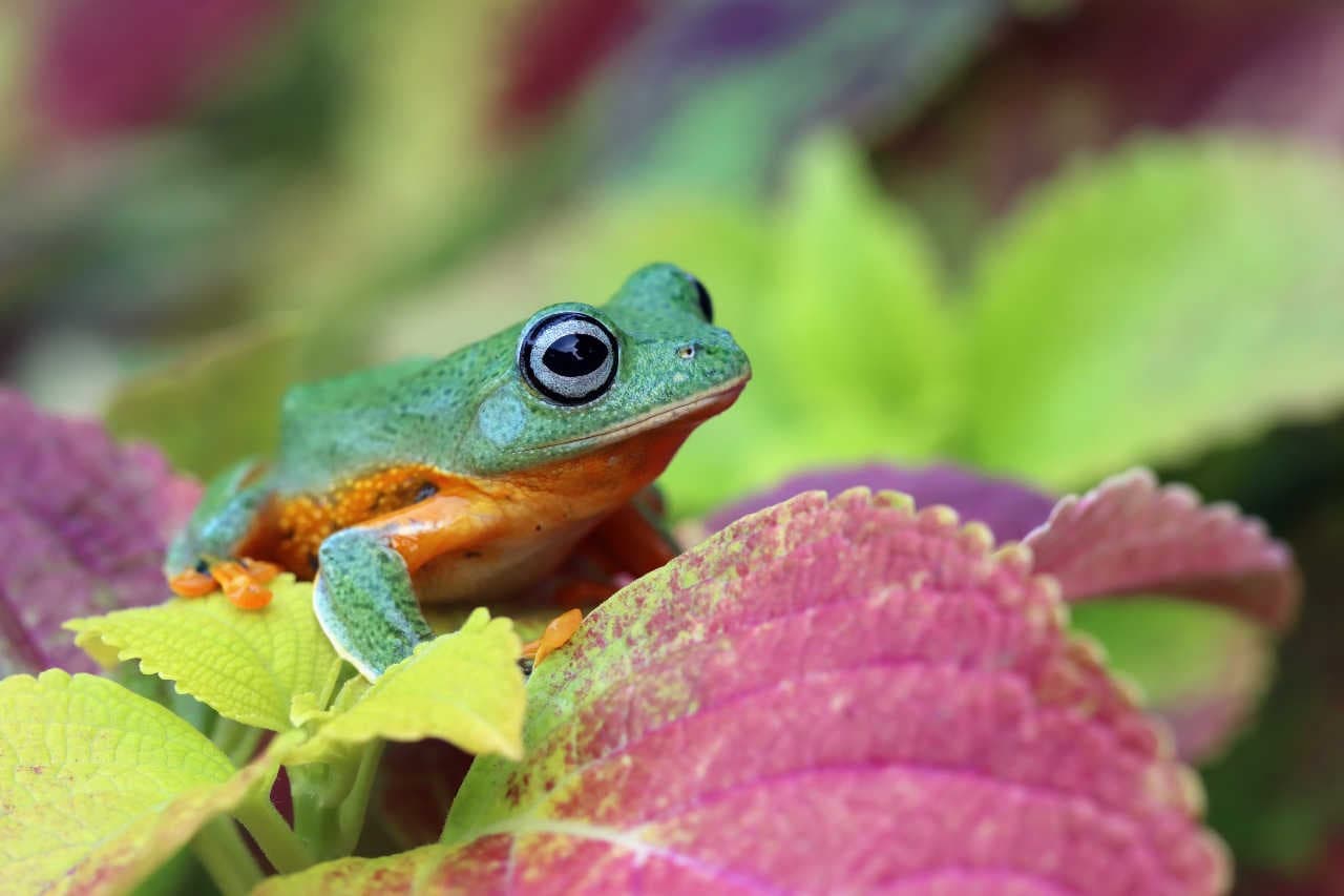 Acronimo ESG: Environmental, Social, Governance
