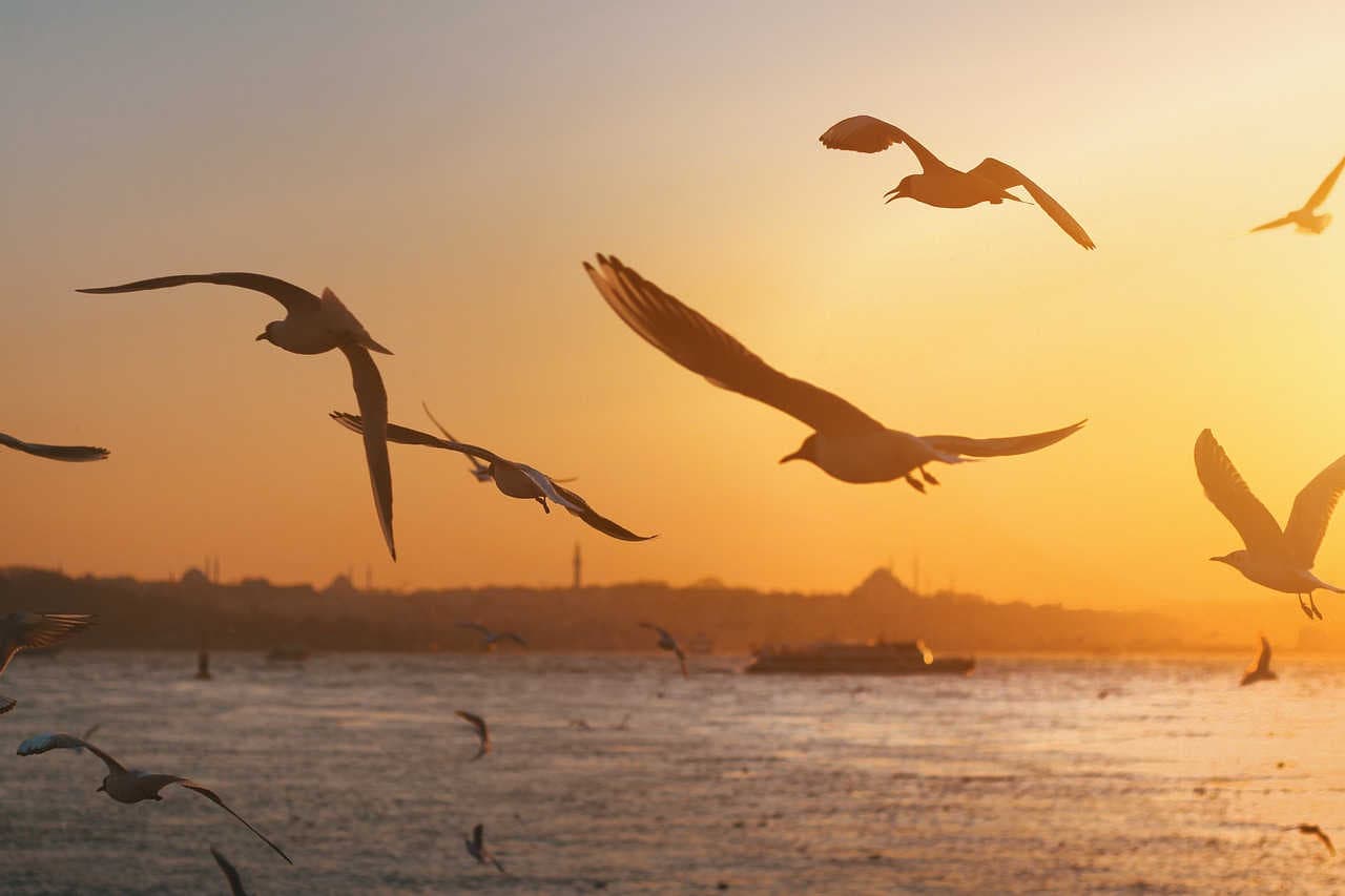 Seagulls flying