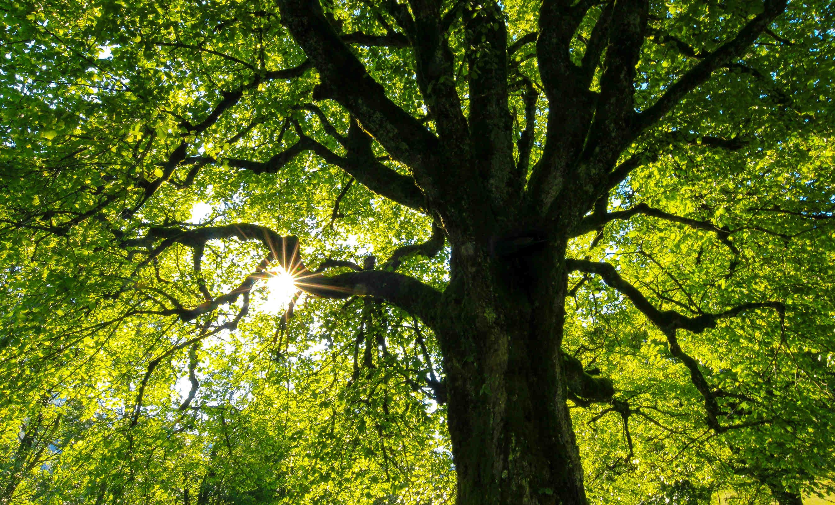 Giornata nazionale degli alberi 2025
