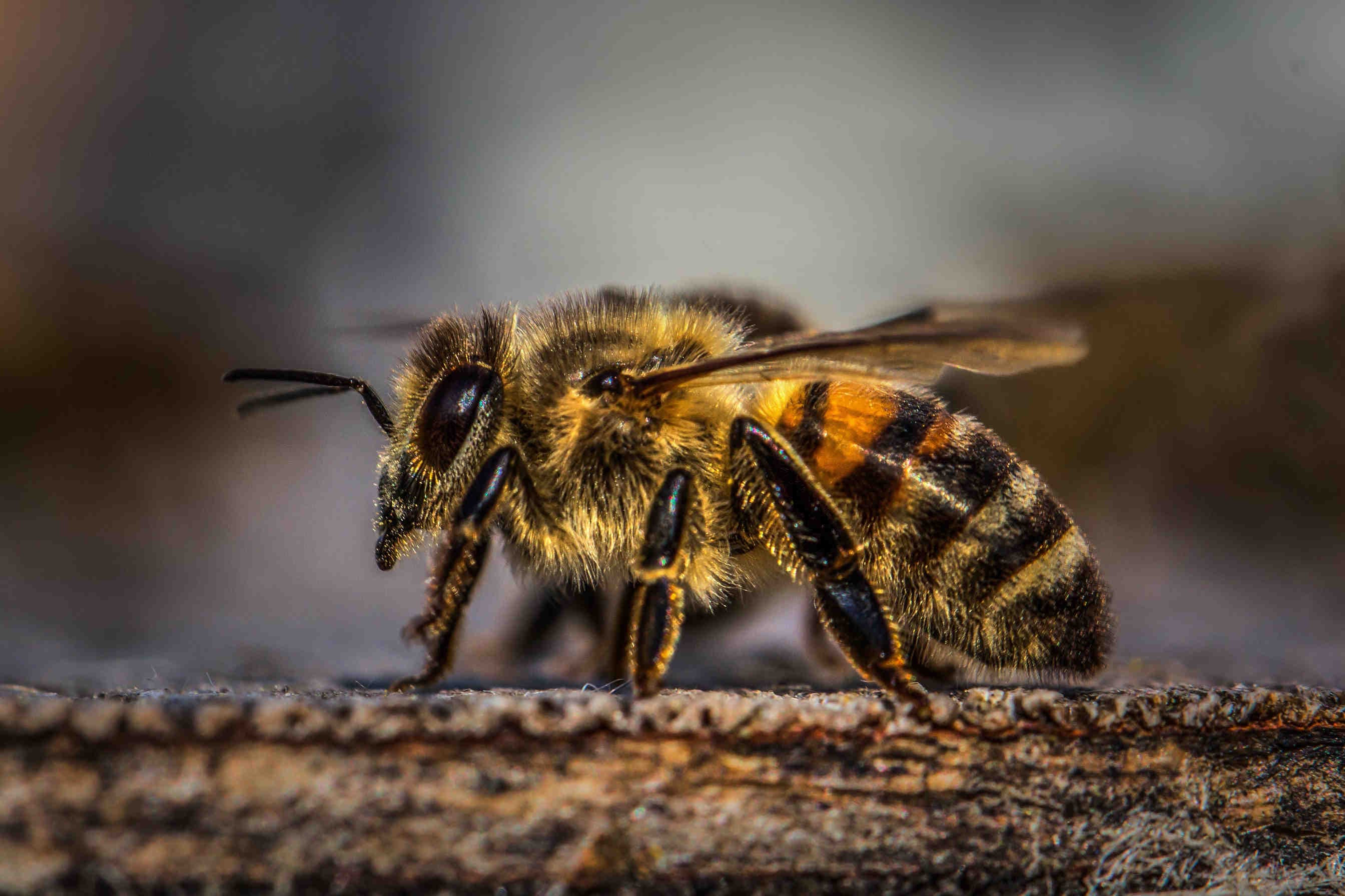 ape africanizzata 3Bee