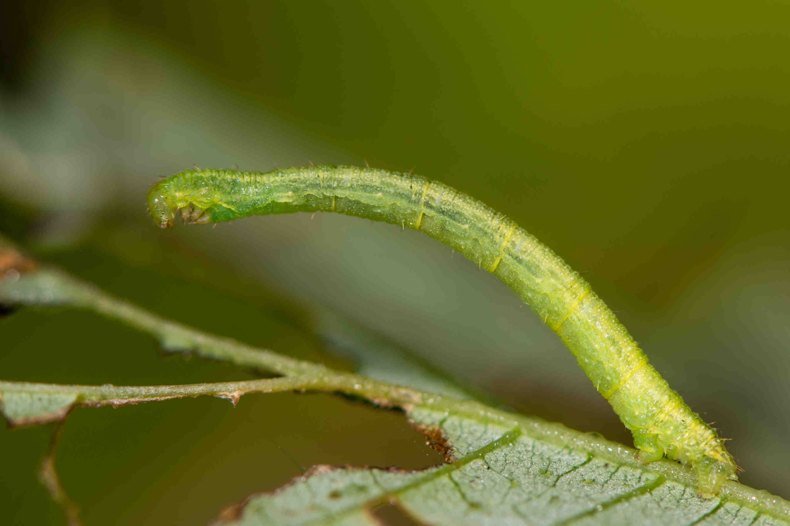 Eupithecia