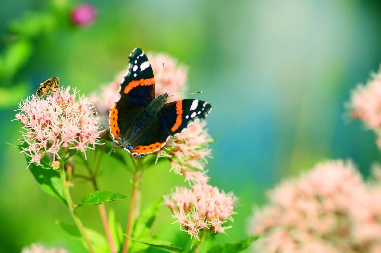Monitorare, tutelare e rigenerare la biodiversità