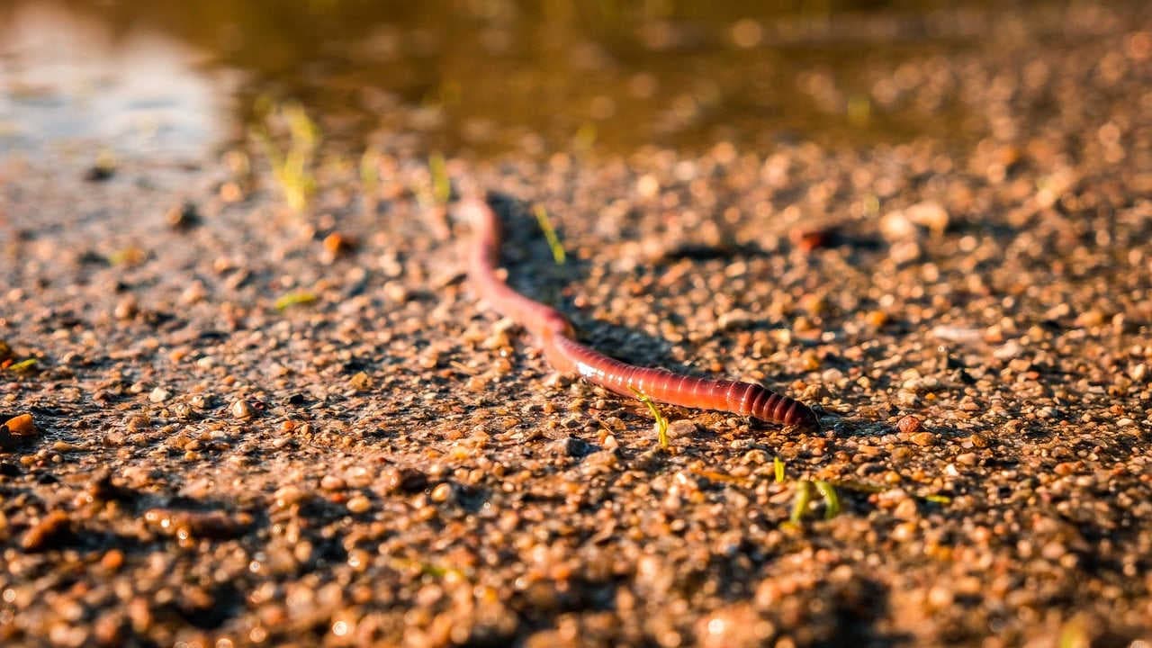 Regenwurm