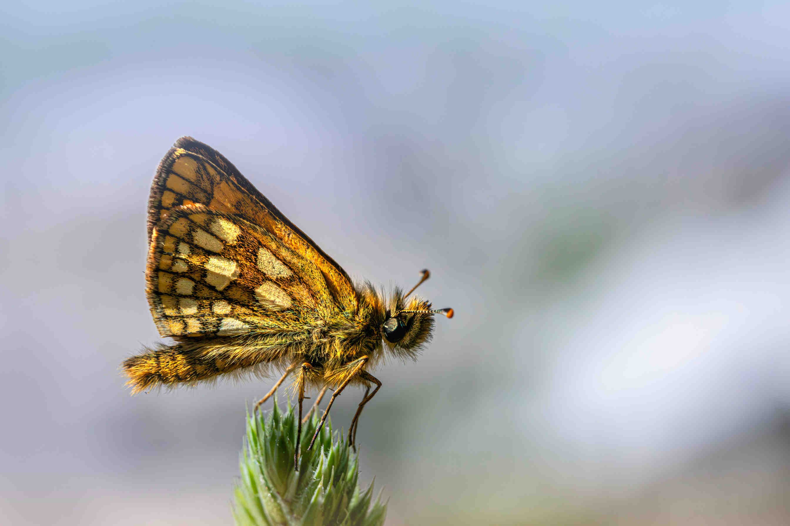 Carterocephalus palaemon