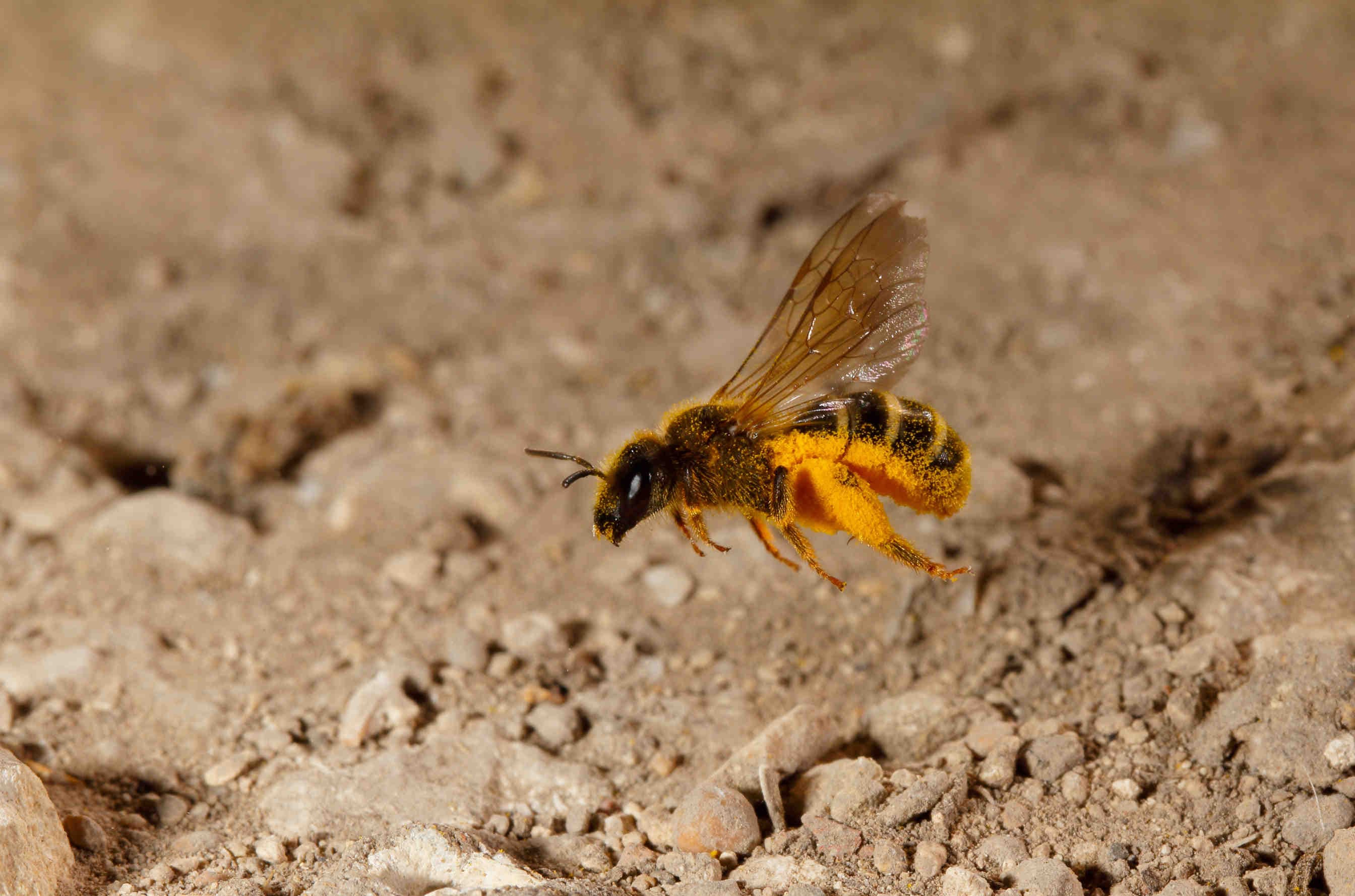 Lasioglossum sp