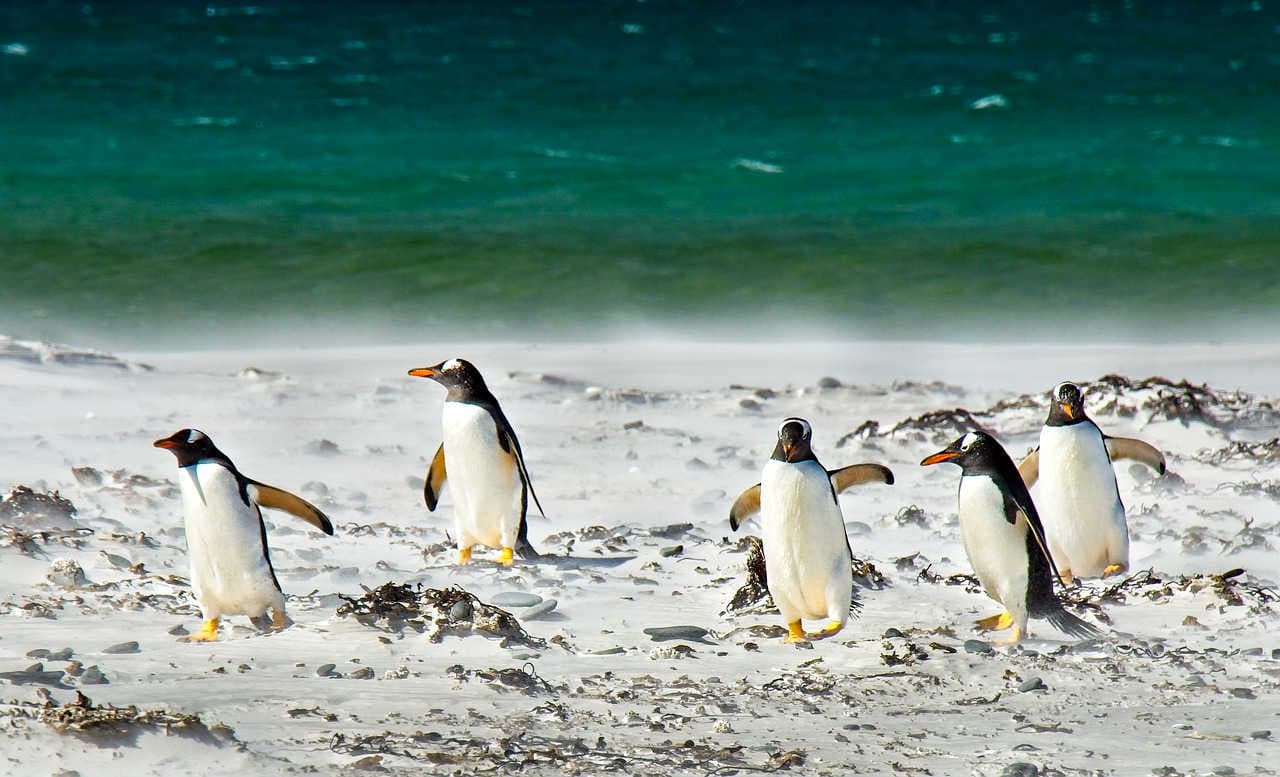 10 curiosità sui pinguini