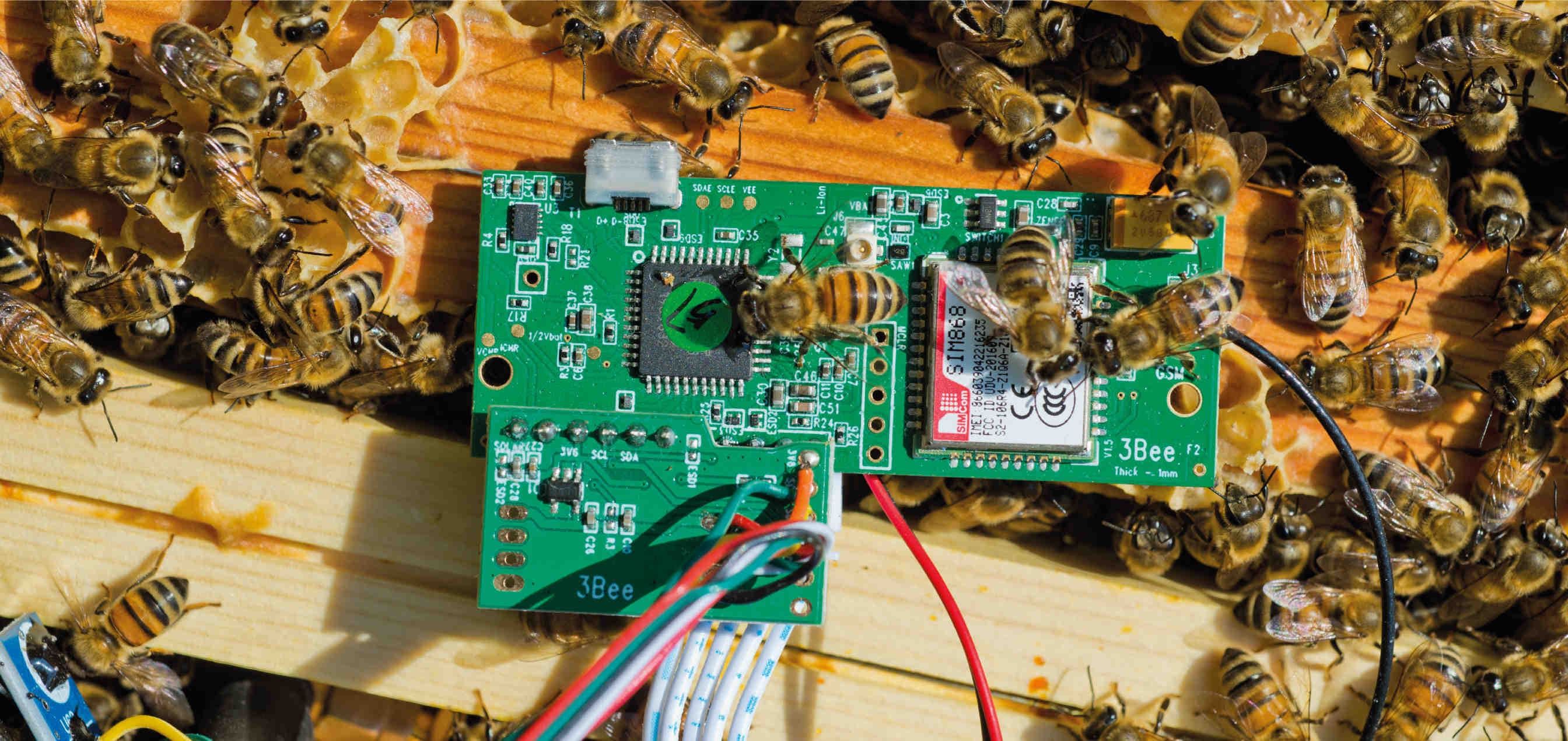 3Bee cosa fa per le api e la biodiversità?