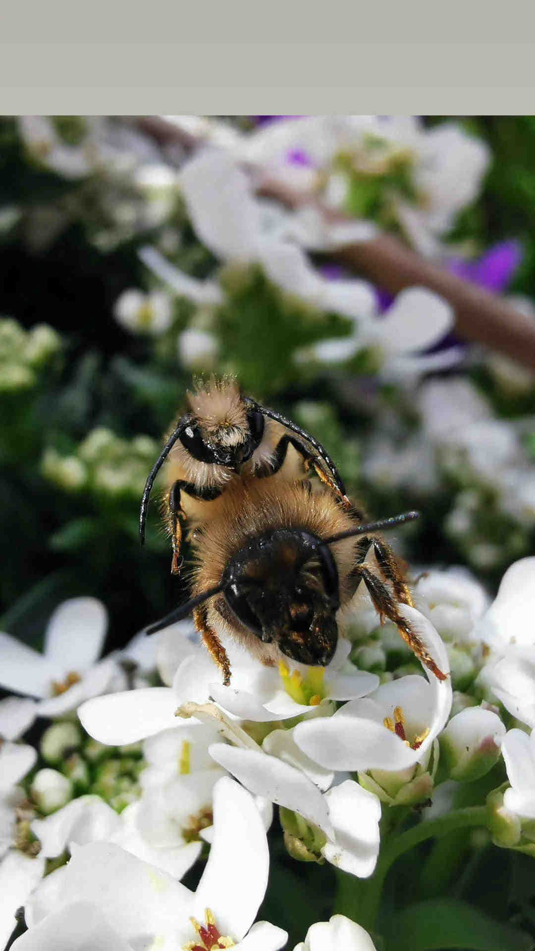 Introduction au monde des abeilles sauvages