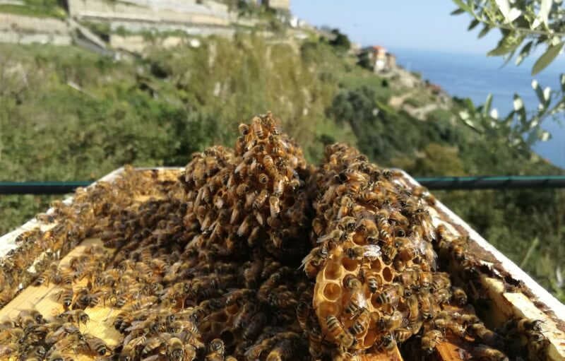 Azienda agricola N1 – Numerouno di Andrea Romano