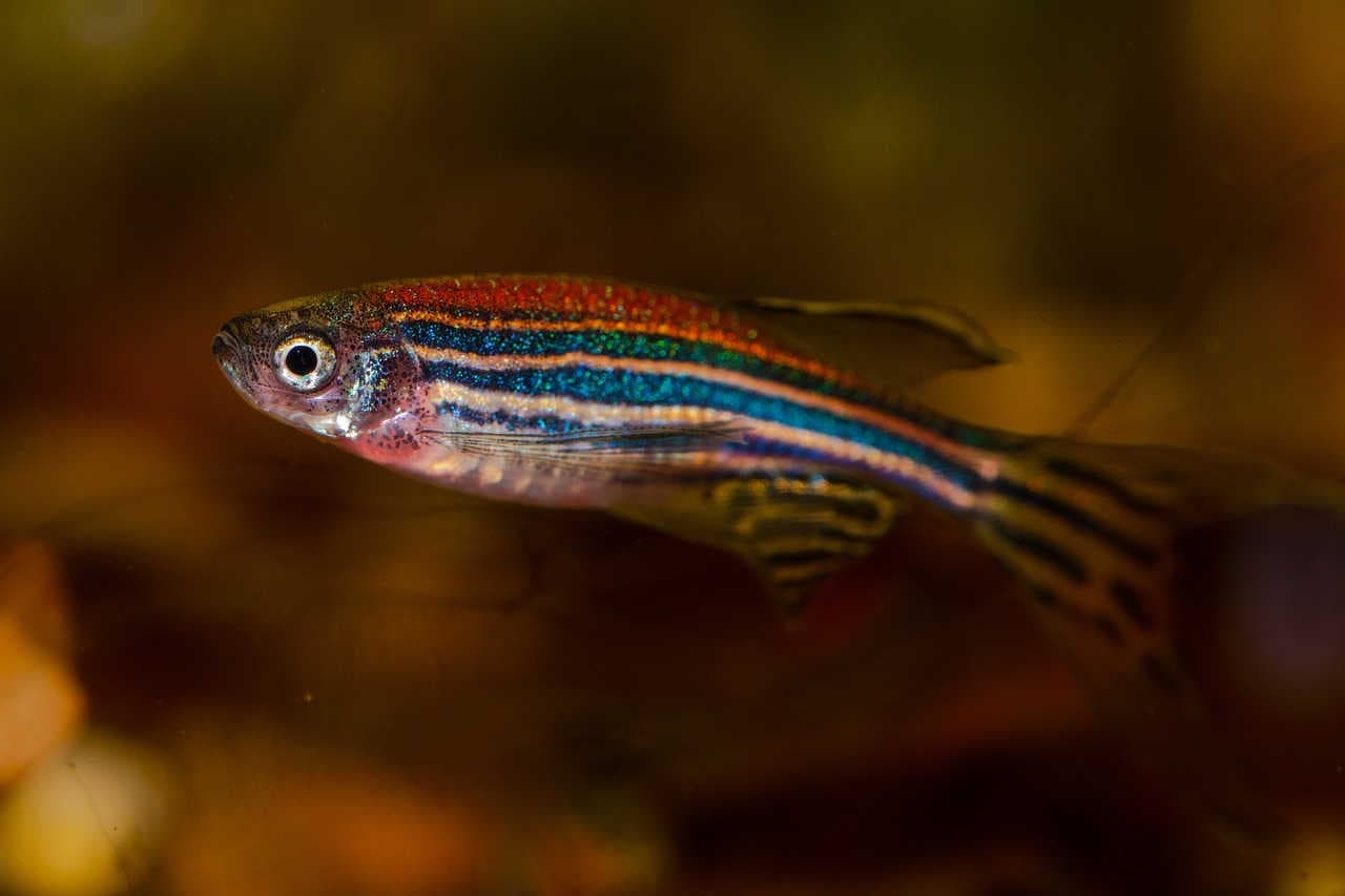 Zebrafish_Danio_rerio
