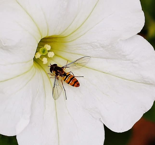 Hoverfly on flower