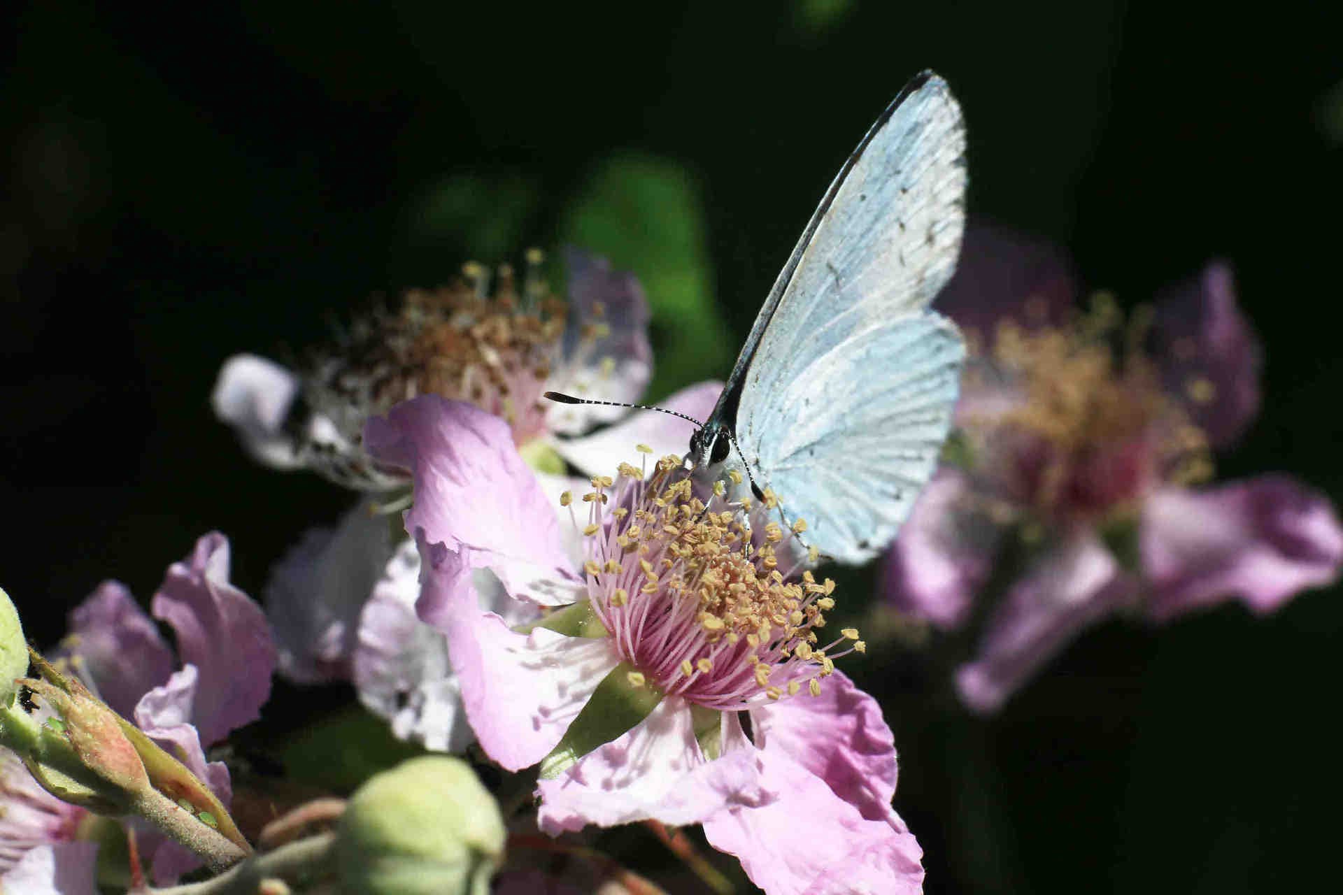 Oasis 3Bee : la technologie au service de la biodiversité