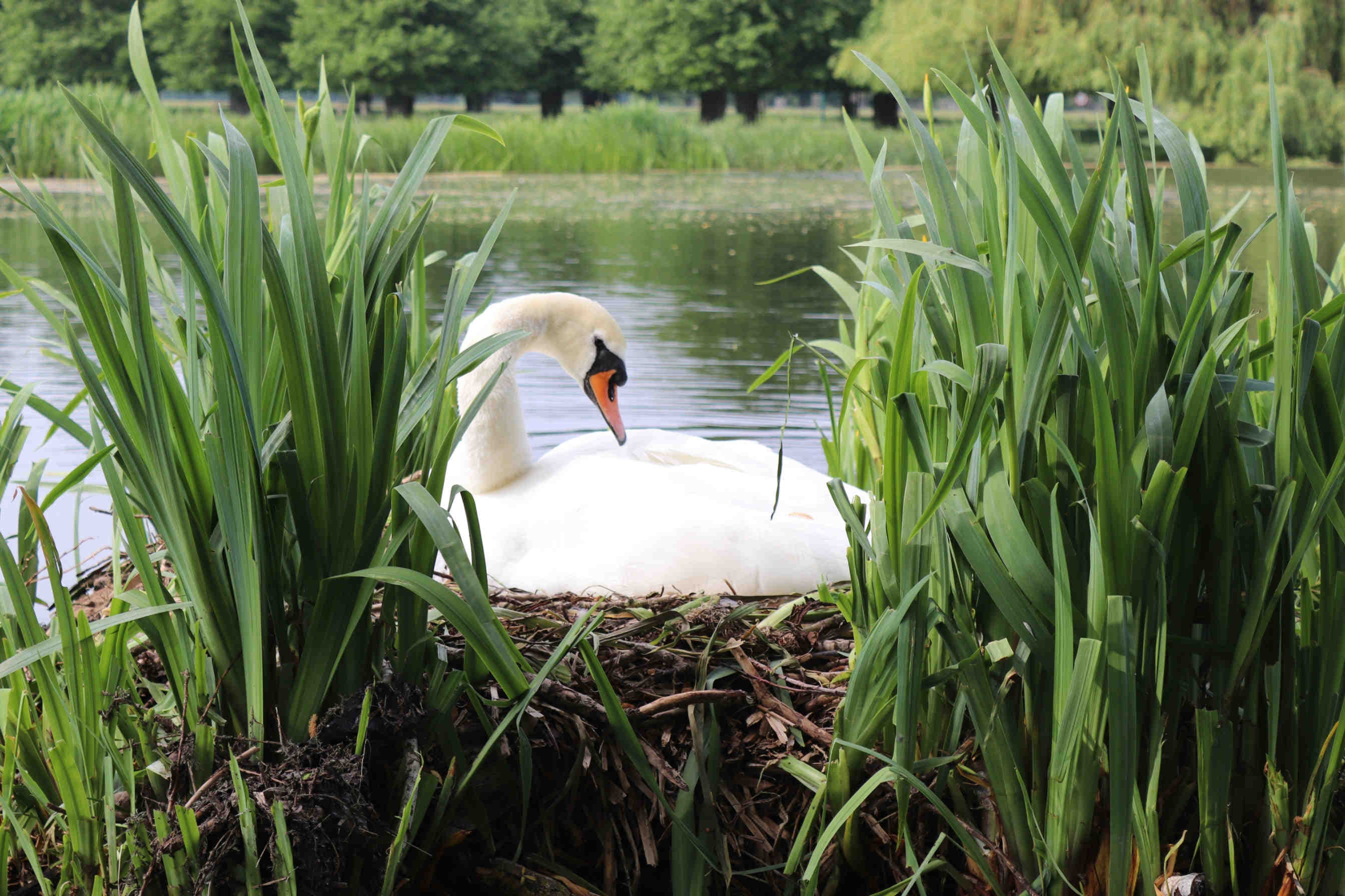 A swan in Kingston Upon thames