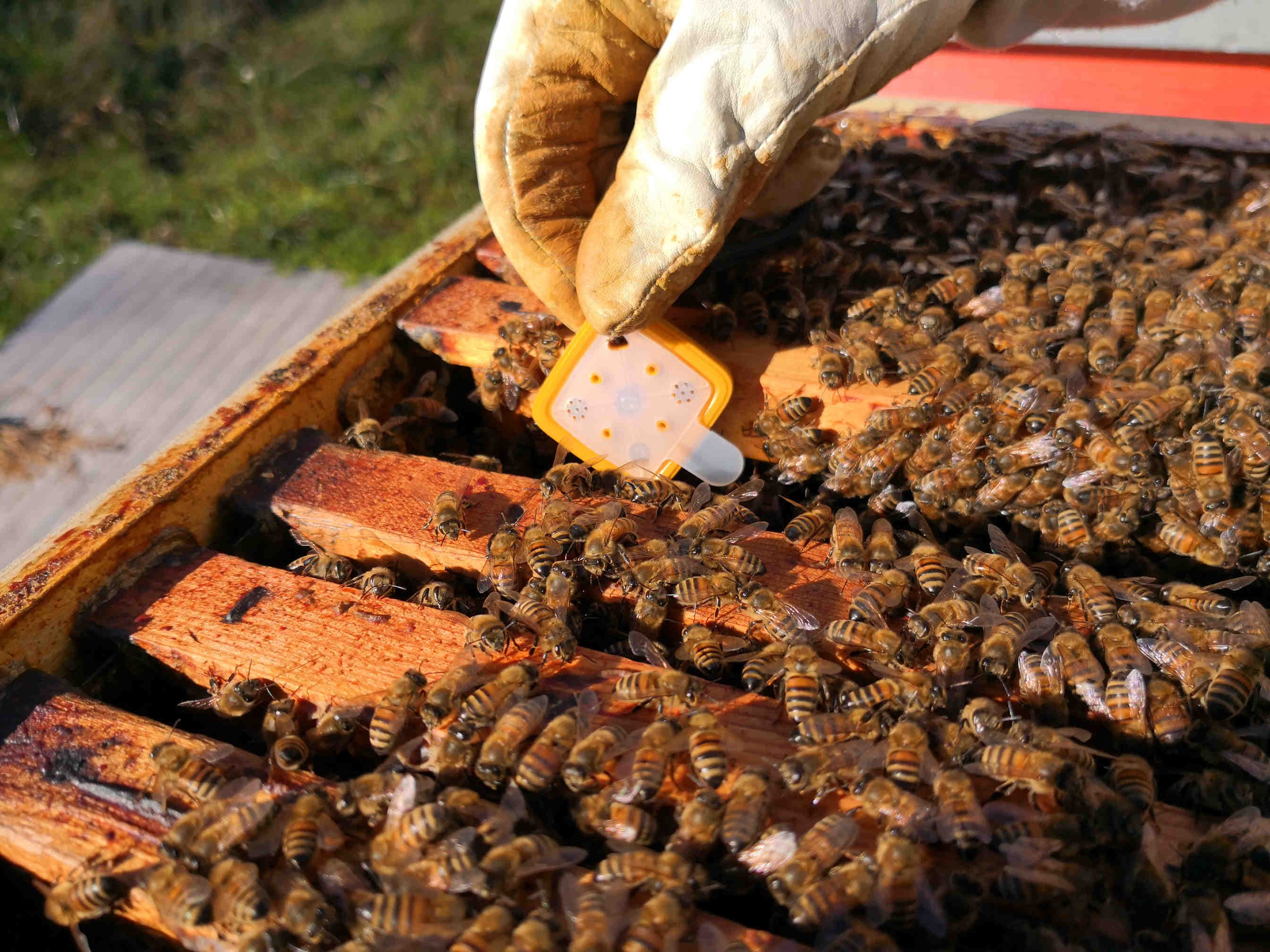 Quando Togliere I Melari? Aiutati Con Le Bilance 3Bee