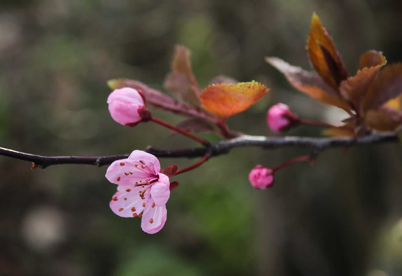 Blüte