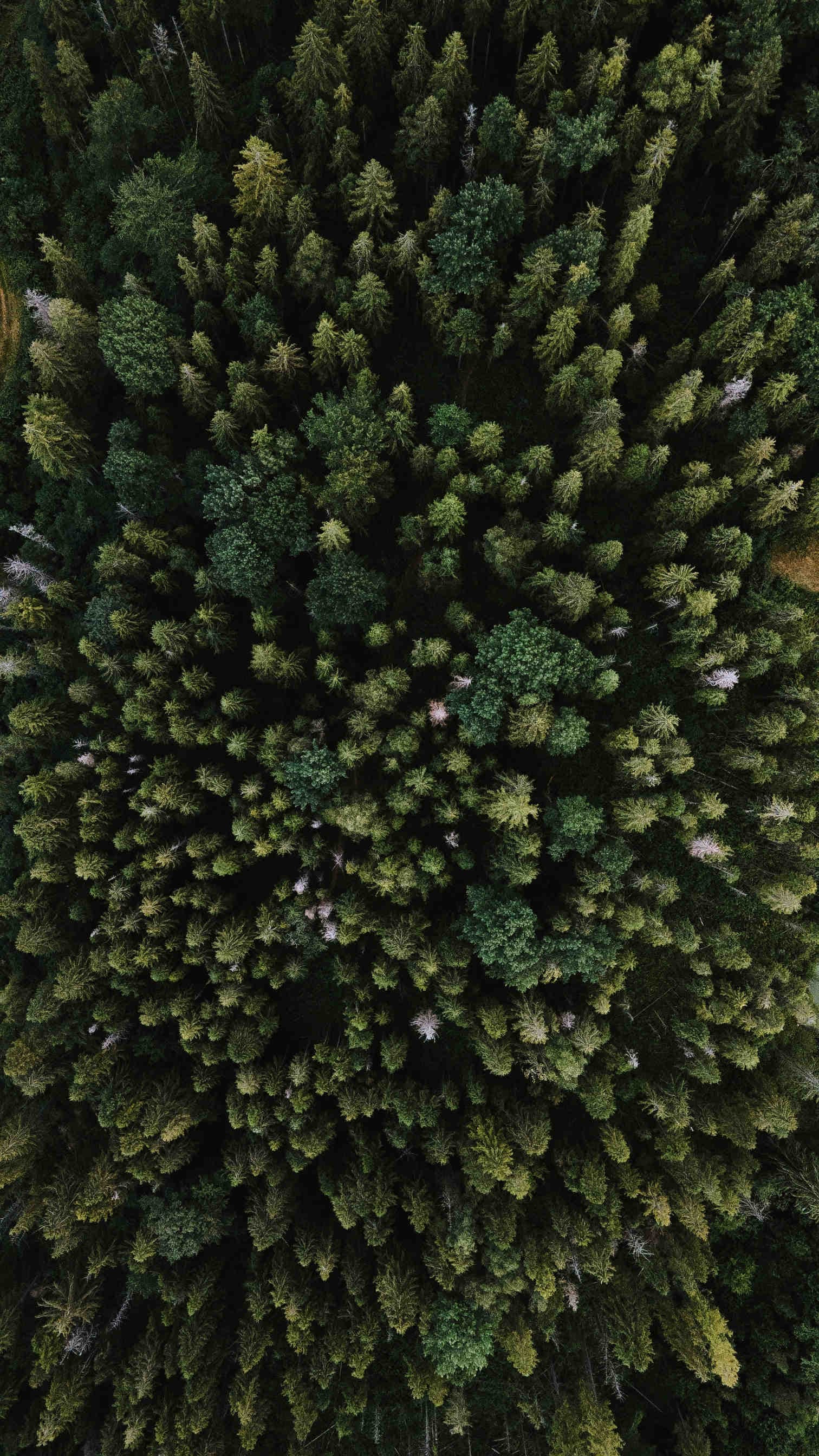 foreste impatto