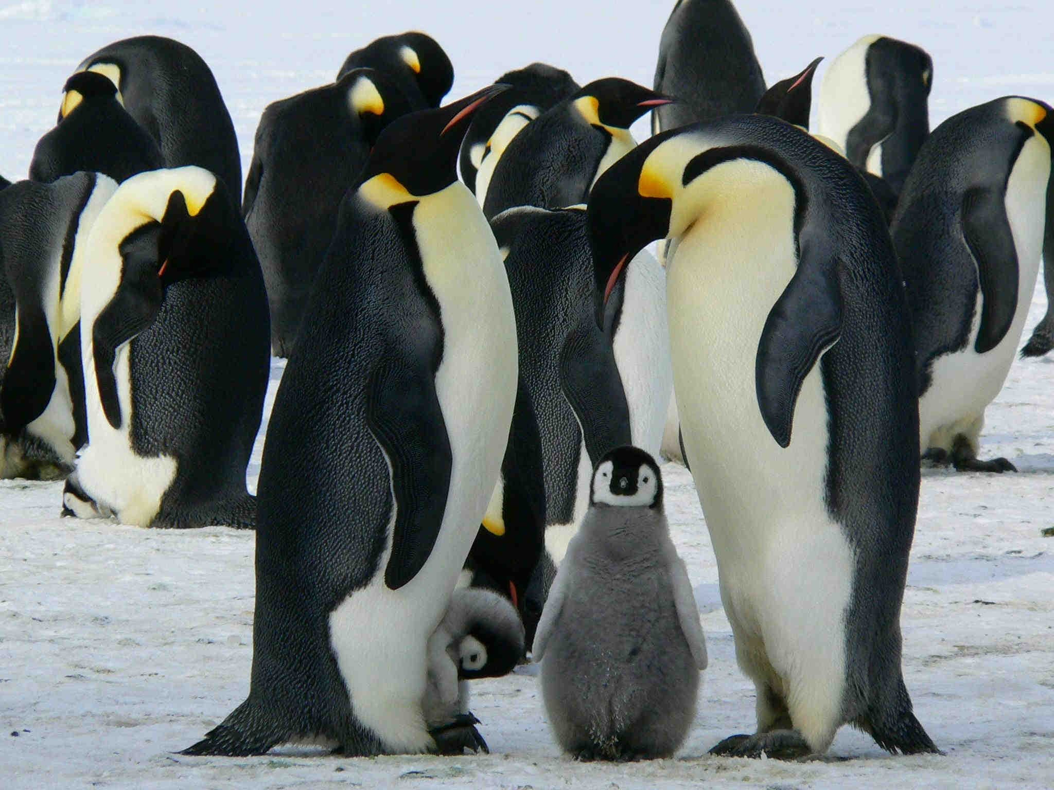 pinguini imperiali
